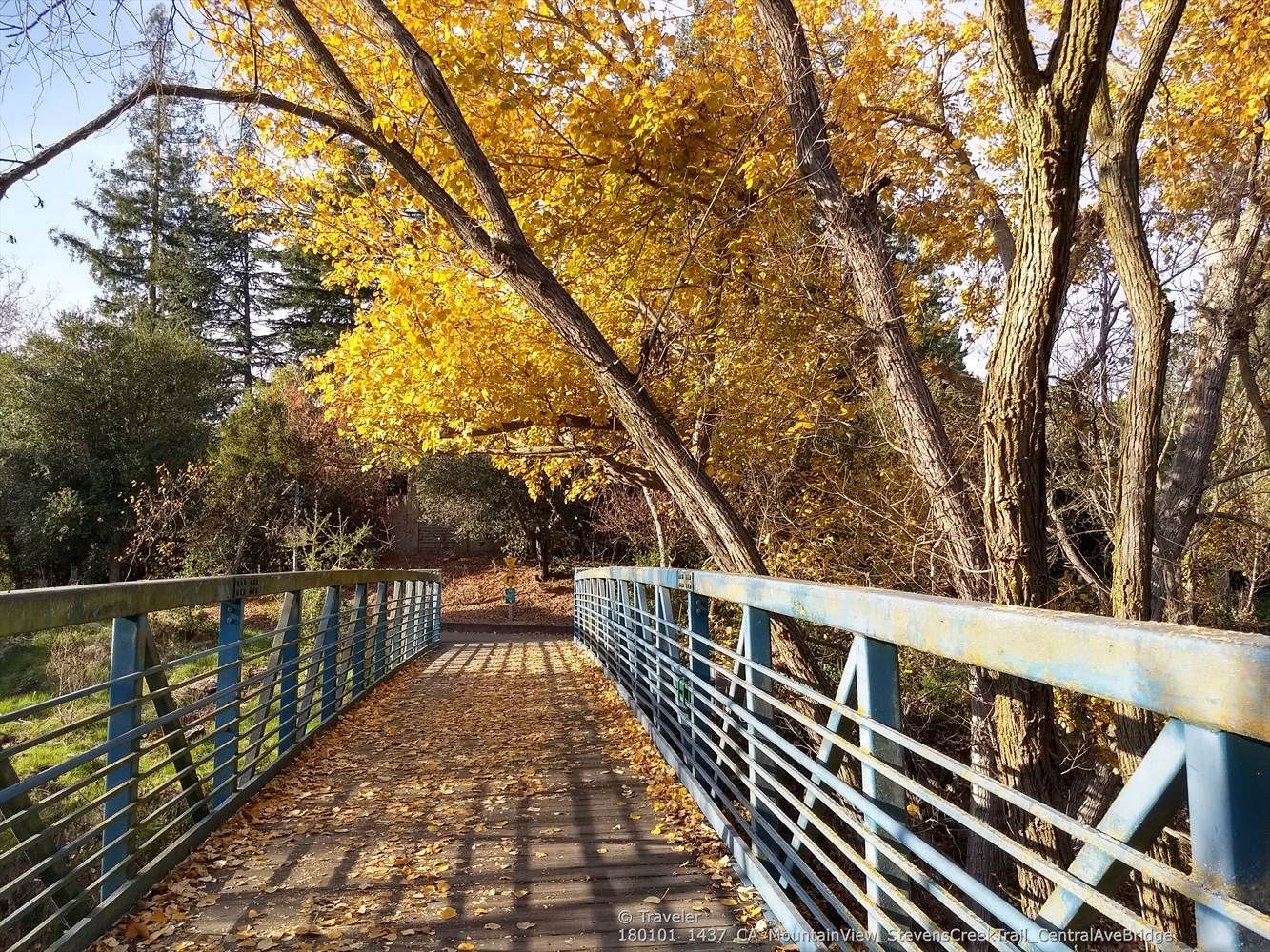 Blue pedestrian bridge covered in golden autumn leaves, sunny. - Moffett Boulevard Bike Bridge – Sleeper Park loop from Whisman