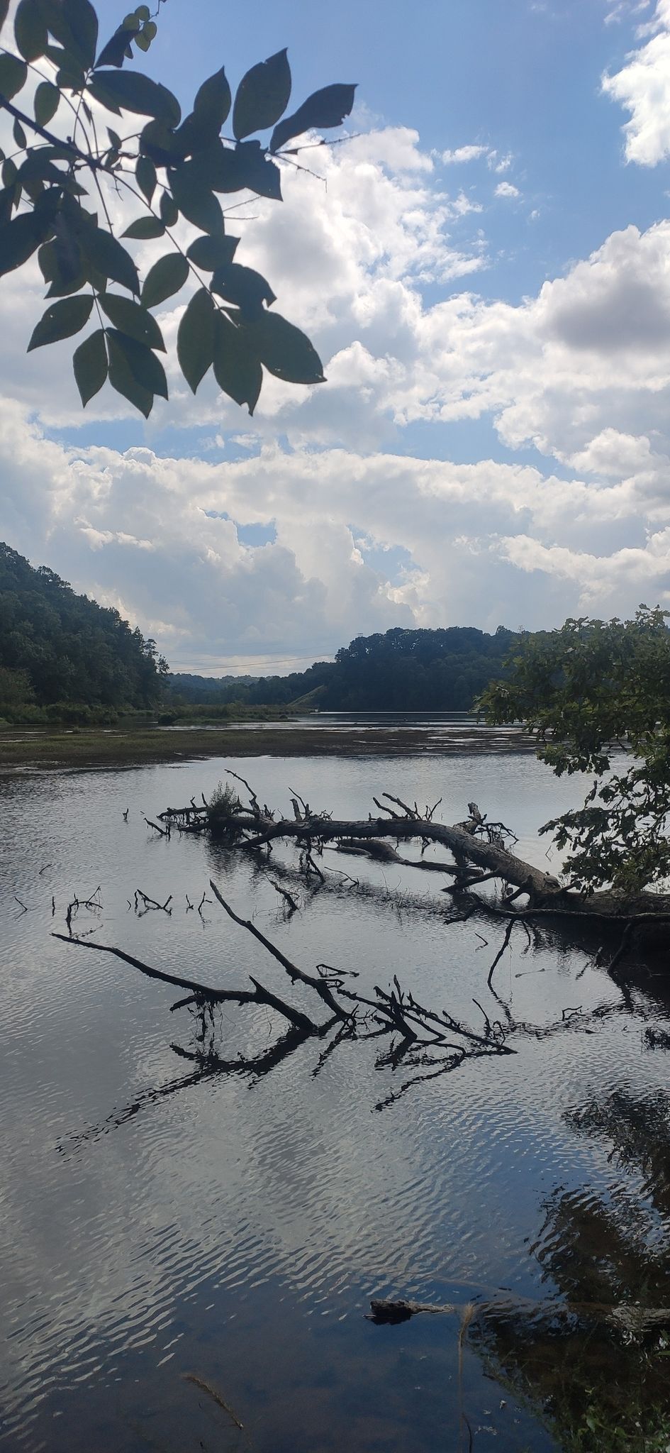 Calm river with fallen branches under a partly cloudy sky, framed by leaves. - Gold Branch Trail loop