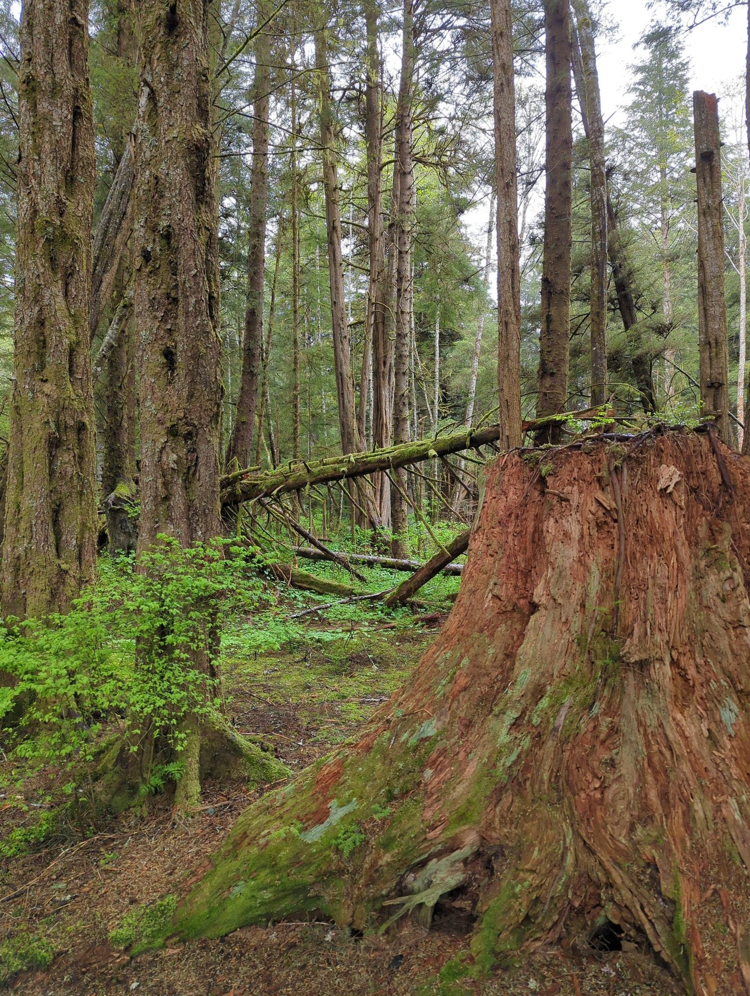 Large mossy tree stump and fallen trees in a dense, green forest. - Russian Memorial Loop Trail
