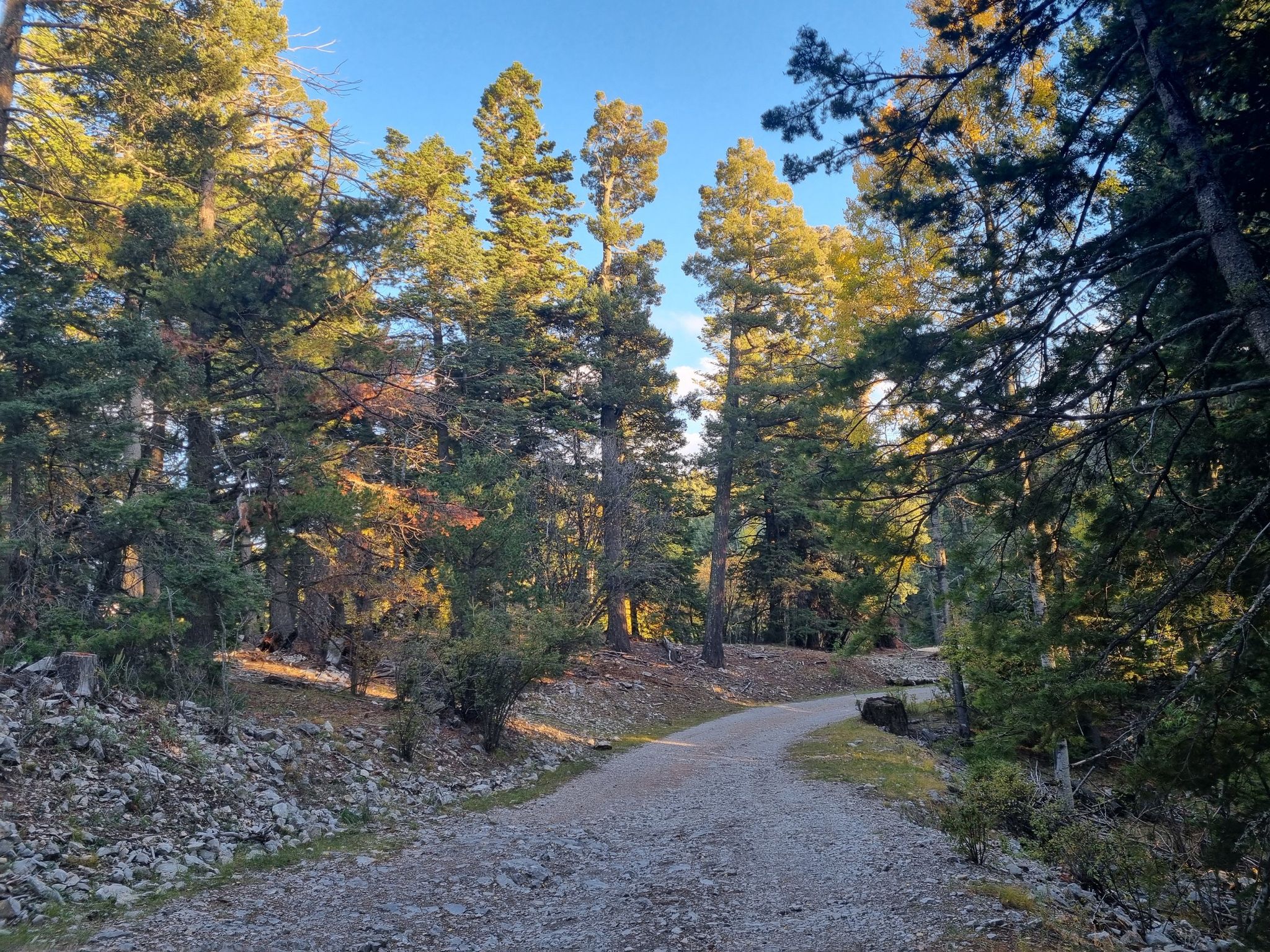Gravel path winding through a sunlit forest of tall pine trees. - Rim Trail (T105)