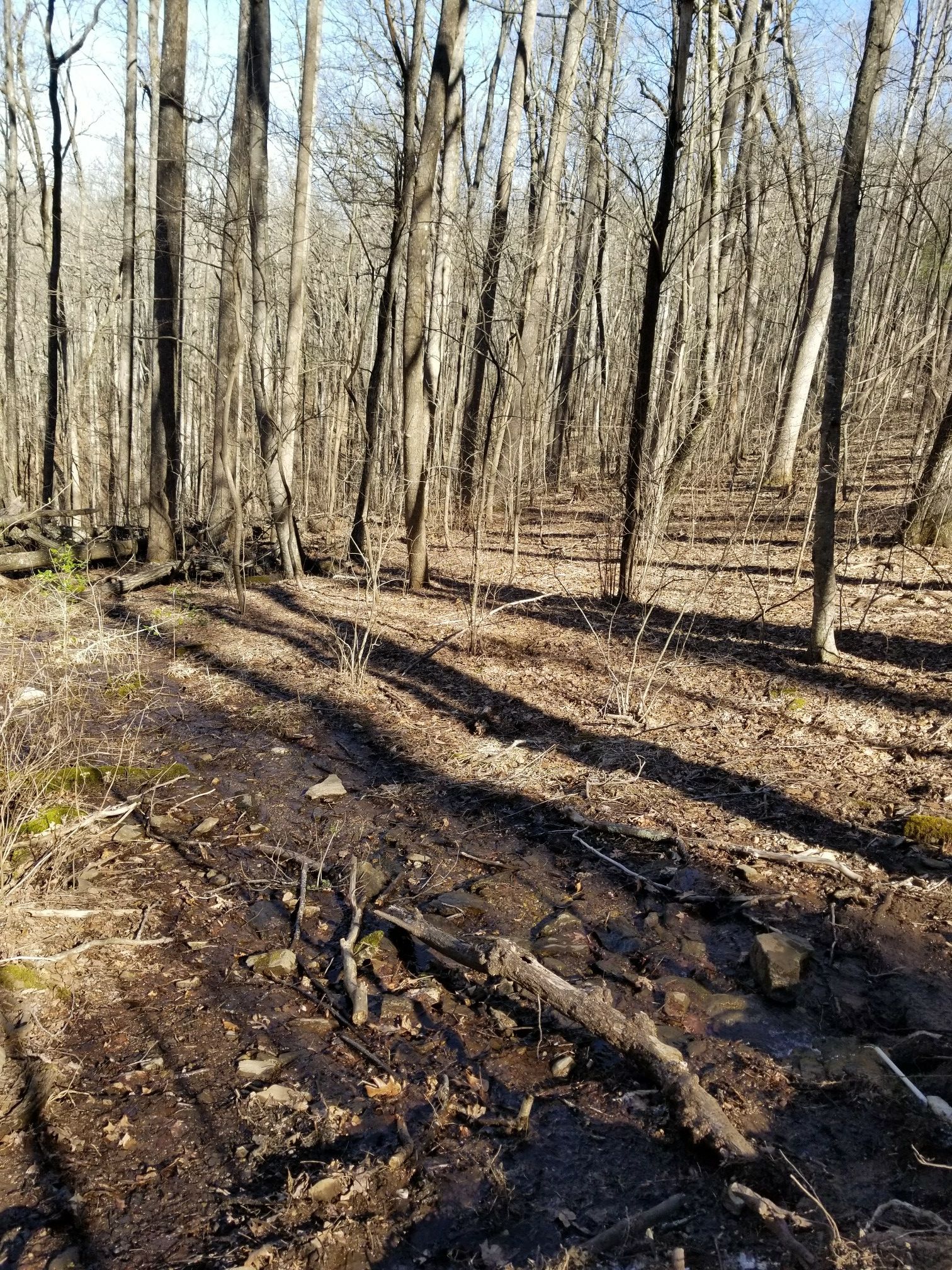 Muddy forest path with bare trees and dappled sunlight. - Gaddis Mountain – Turkey Stamp Ridge loop from Lake Winfield Scott Dam