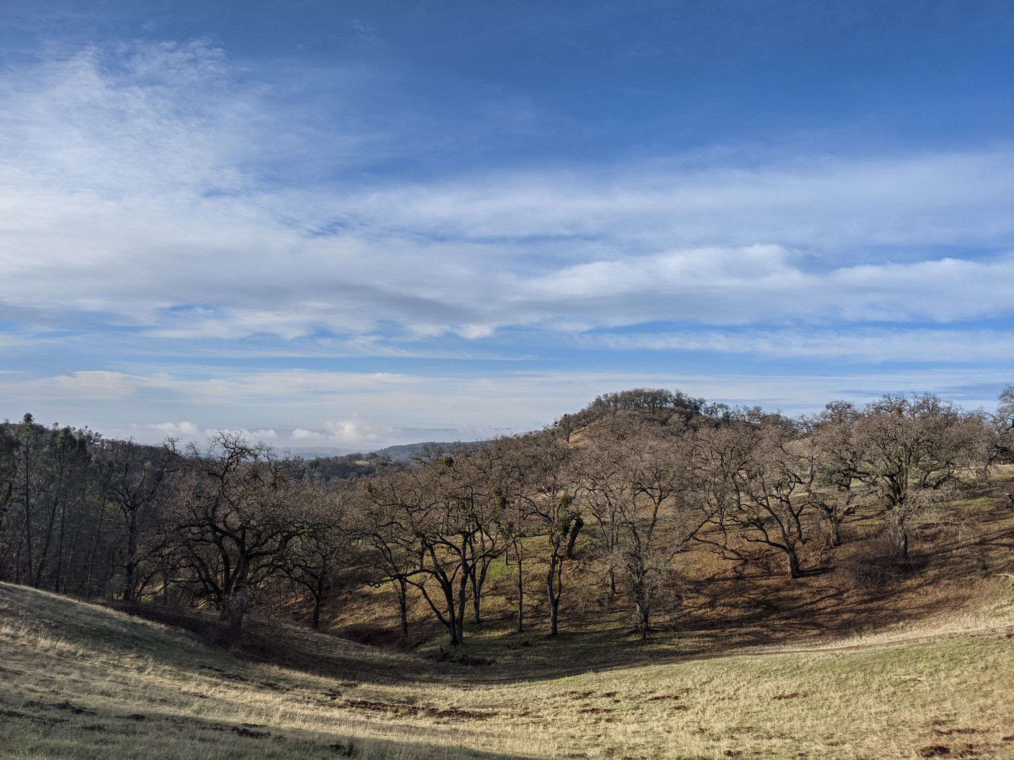 Grassy rolling hills with bare trees under a bright, cloudy sky. - Hotel Trail to Yerba Buena Trail Loop