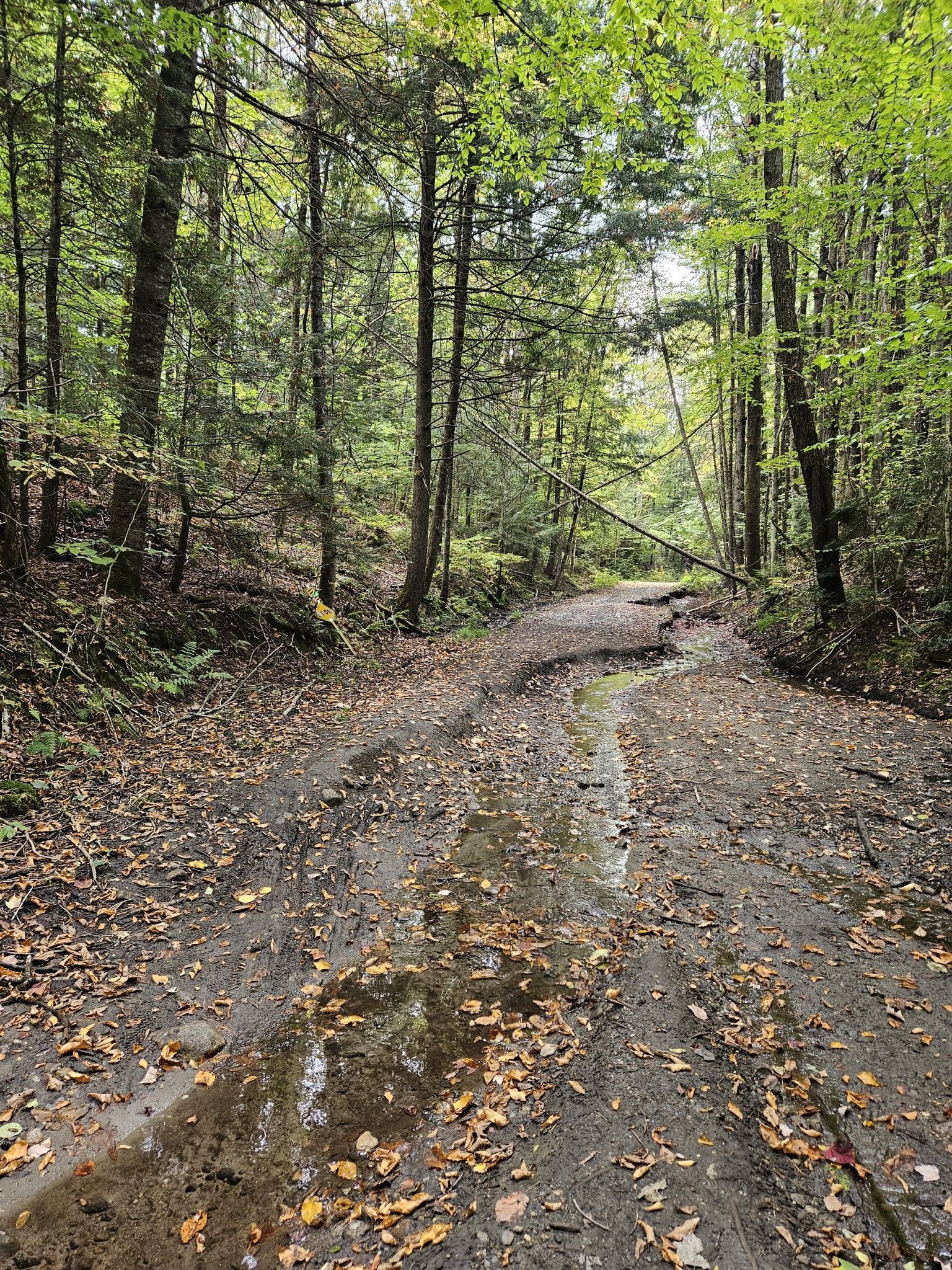 A muddy forest road with puddles and fallen leaves, surrounded by trees. - Cross Vermont Trail: Montpelier to Marshfield