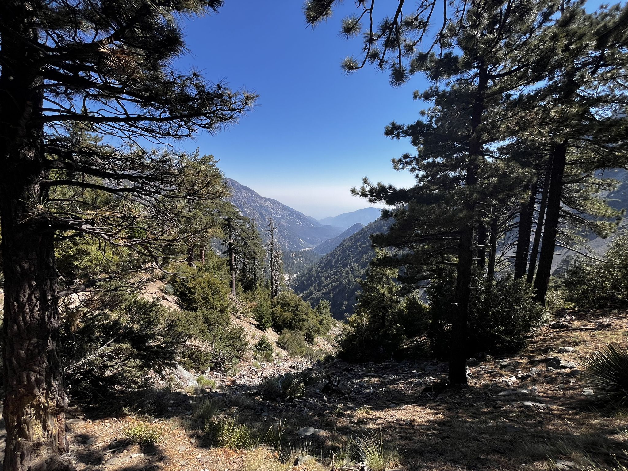 Pine trees frame a deep mountain valley with hazy distant peaks under blue sky. - San Antonio Ski Hut – Baldy Bowl (Ski Hut) Trail loop from Manker Flat