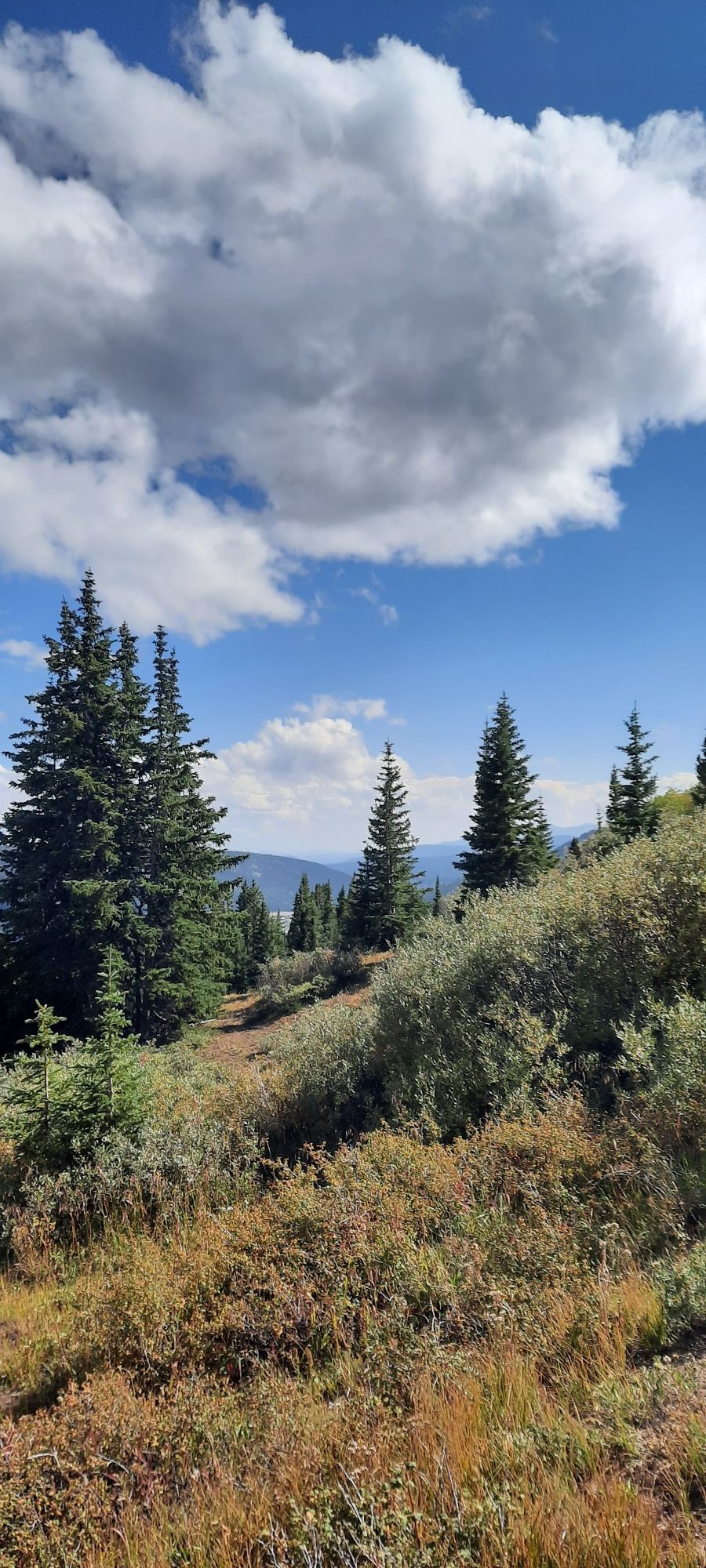 Tall pine trees and green bushes on a sunny hillside under a cloudy sky. - Ling Road Loop