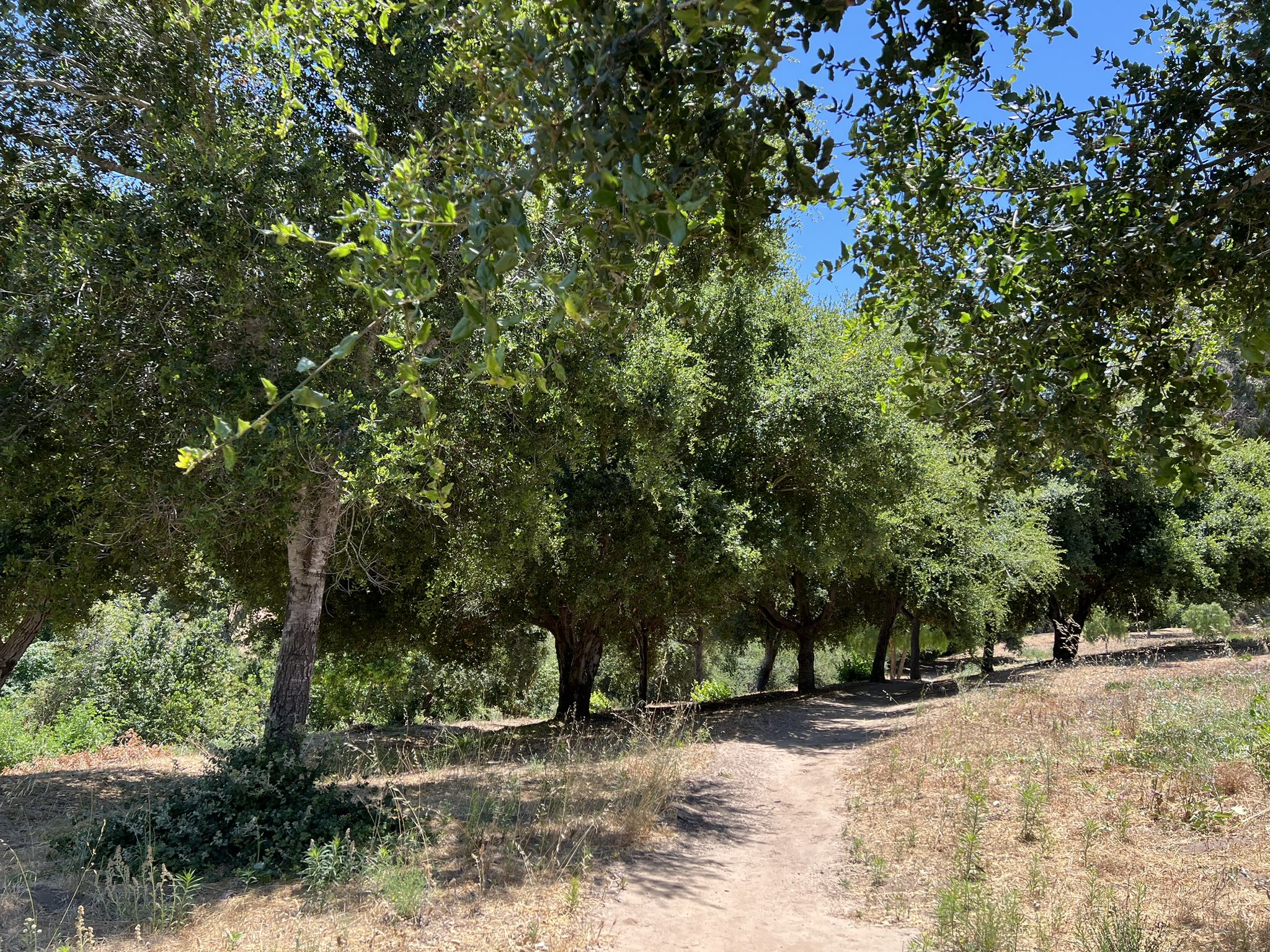 Shaded dirt path winding through green trees on a bright, sunny day. - Boundary Trail Loop