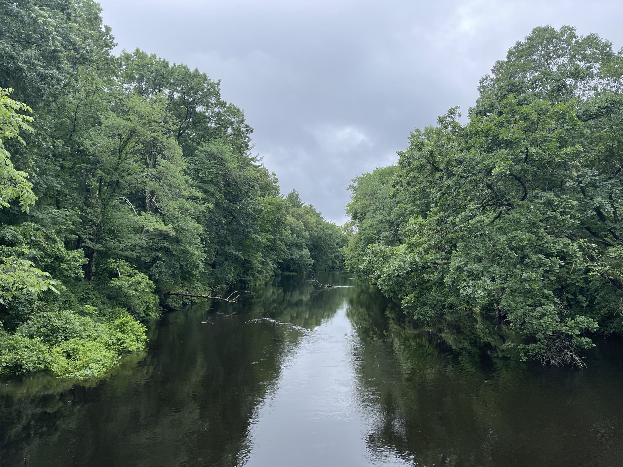 River flowing through dense green forest under an overcast sky. - Kendrick Pond – Charles River loop from Needham Heights