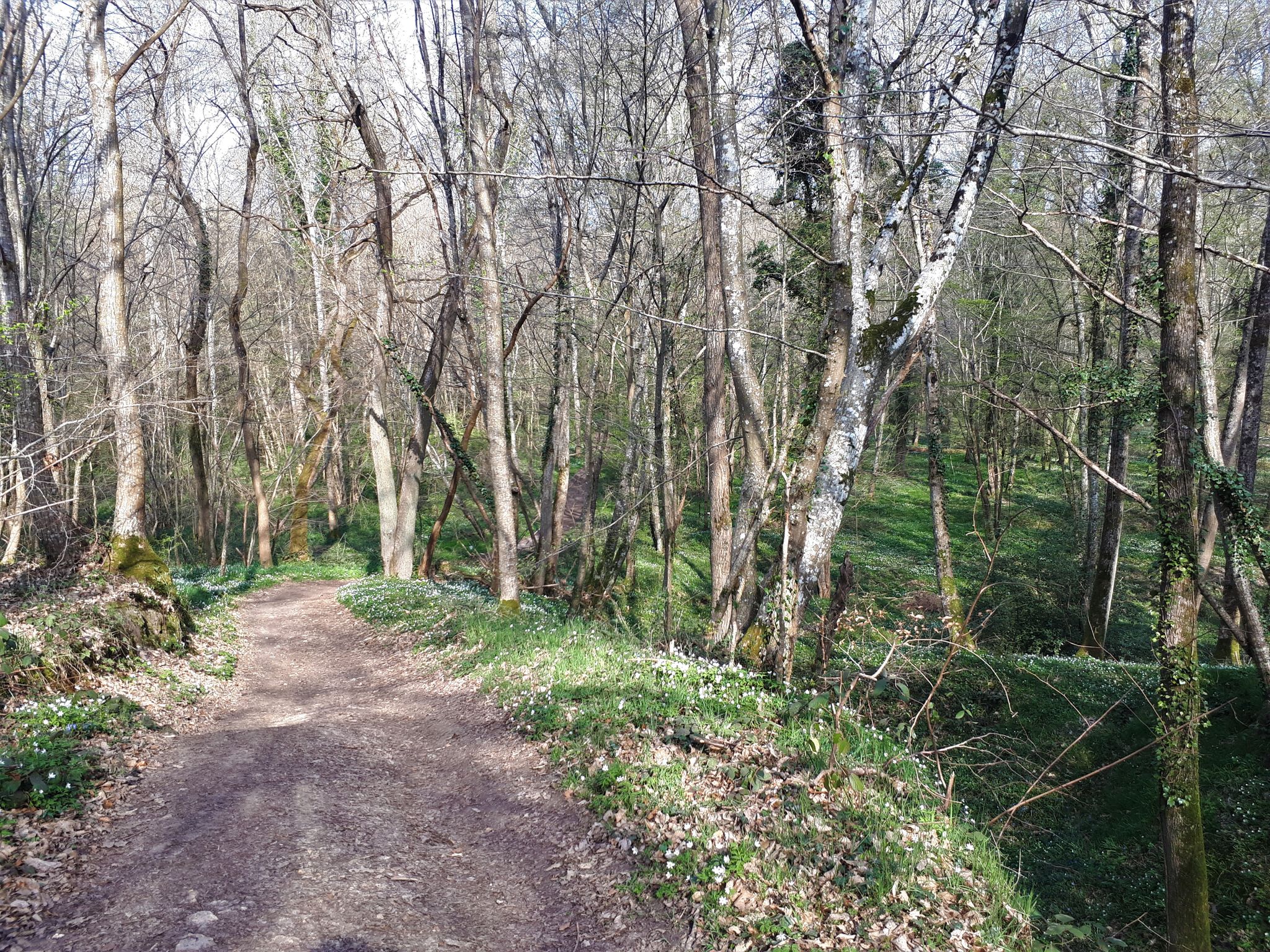 Sous bois au printemps
