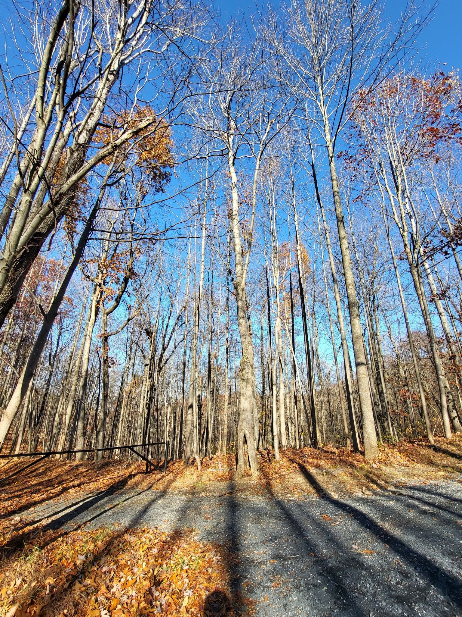 Tall bare trees in a sunny forest with a leaf-covered path. - Historic Crozet Tunnel loop from Afton