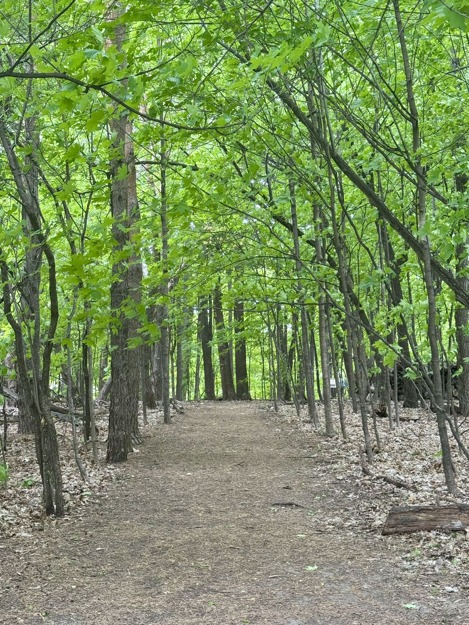 Dirt path winding through a vibrant green forest with lush foliage. - Wolsfeld Woods Upper and Lower Loops