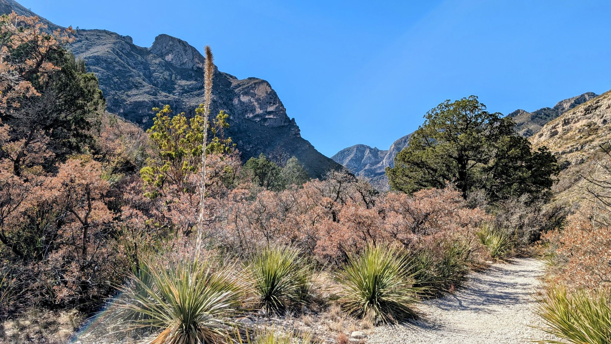A dirt path winds through desert plants with rugged mountains in the background. - McKittrick Canyon Trail