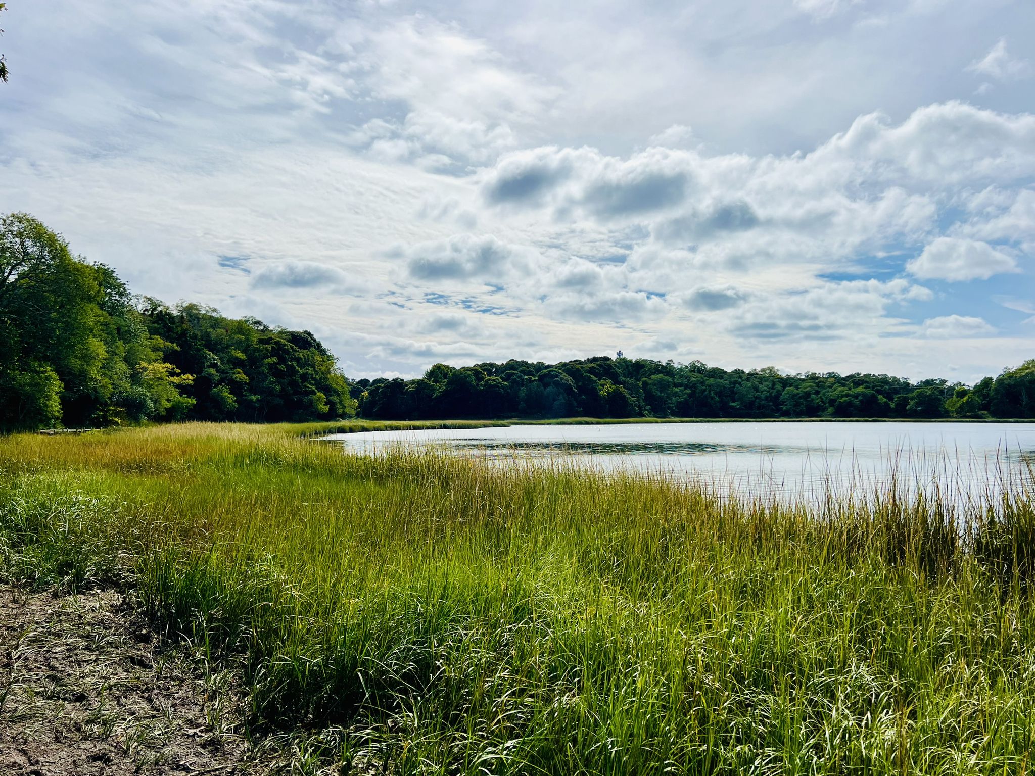 Vast green marshland borders calm water with distant trees under clouds. - Nauset Marsh Trail
