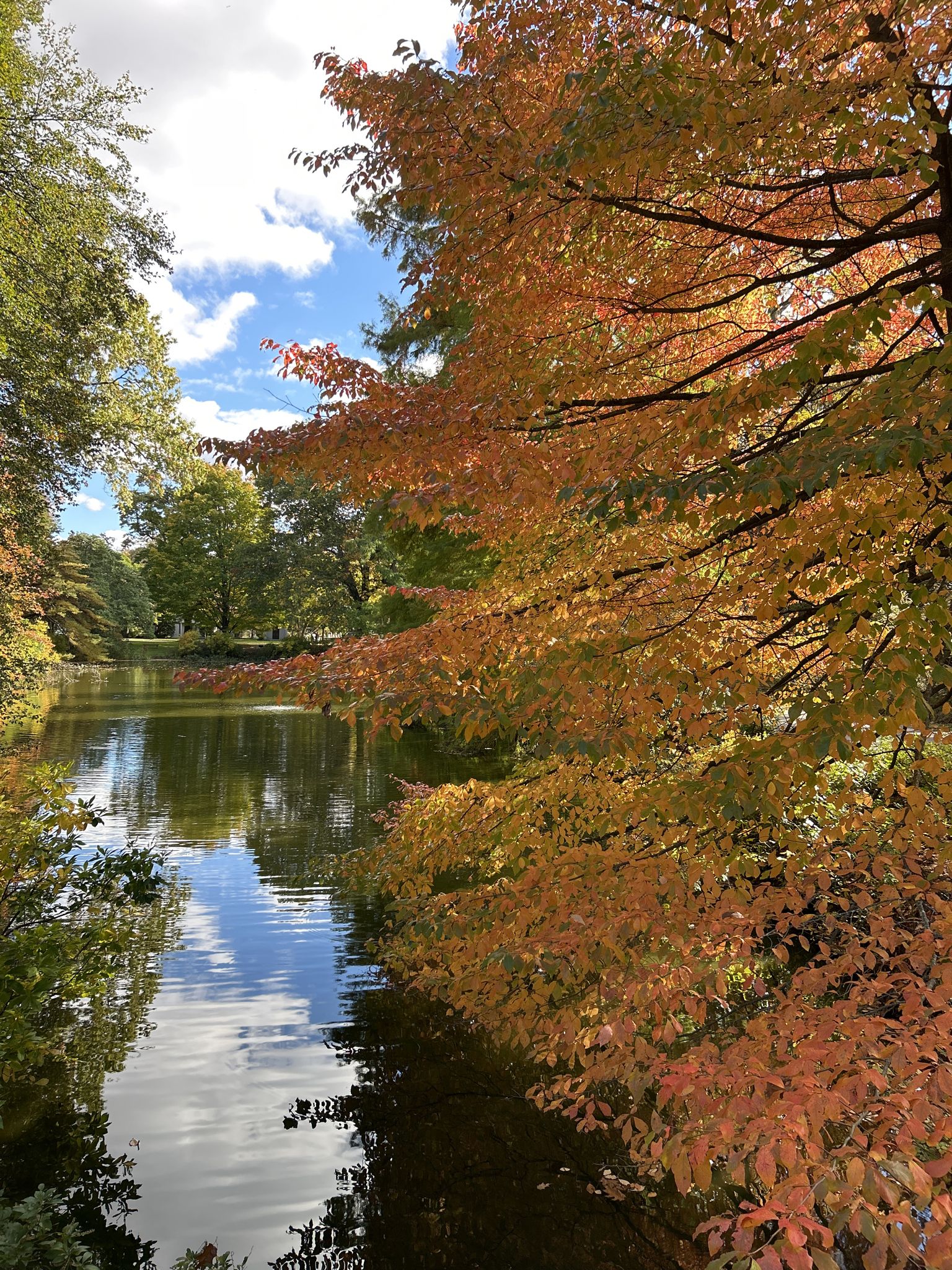 Autumn trees with orange leaves overhang a calm pond under a bright sky. - Mount Auburn Cemetery Trail