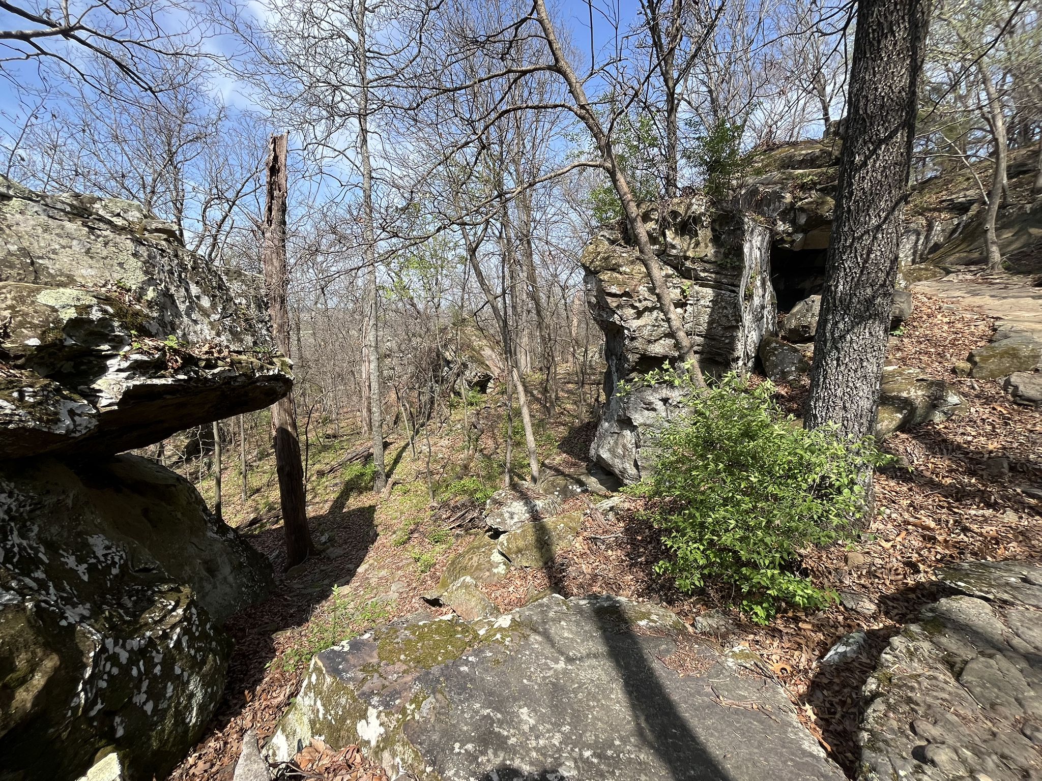 Sunny forest scene with large boulders, bare trees, and dappled light. - Bayyari Park – Coyote Cave Trail loop from Bayyari Elementary School