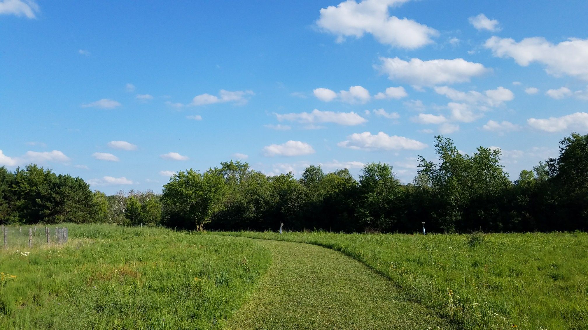 Grassy path curving through a vibrant green field under a bright blue sky. - Tamarack Nature Center loop from White Bear Township