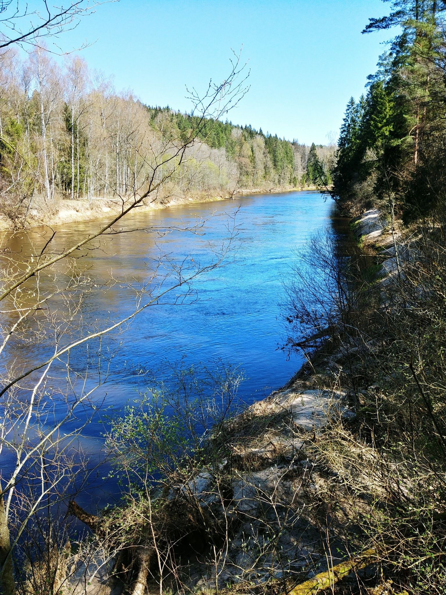 Gauja