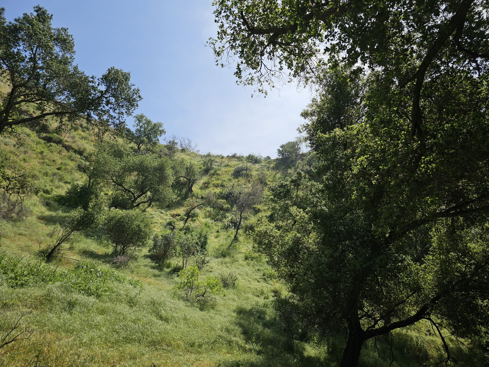 Steep, grassy hillside covered with scattered trees under a bright sky. - Borrego Canyon Trail