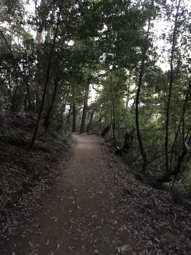 Dark, narrow dirt path through a dense, shadowy forest with fallen leaves. - Wunderlich County Park – Alambique Trail loop from Wunderlich County Park