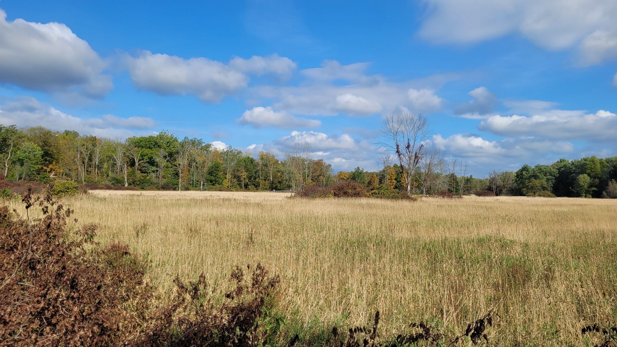 Wide golden field under a bright blue sky with scattered white clouds. - Pochuck Boardwalk on the Appalachian Trail