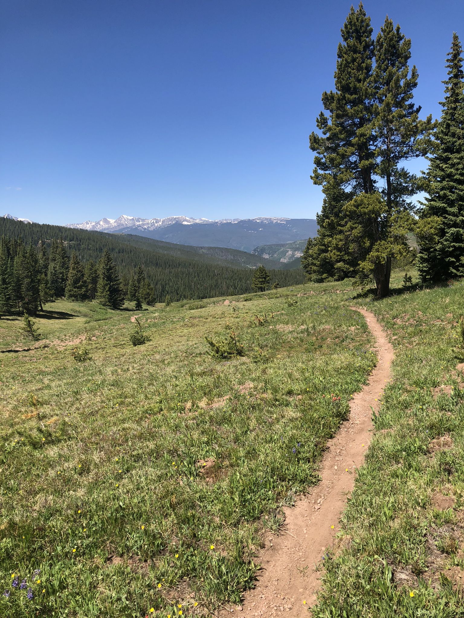 Dirt trail winding through a sunny mountain meadow with distant snow-capped peaks. - Cougar Ridge Rock Formation – Two Elk Trail loop from Hwy. 24 + Water St.