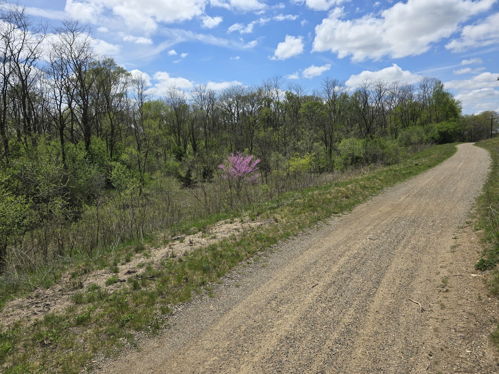 Gravel path winding beside a forest, with a pink flowering tree. - Calhoun County Trailway