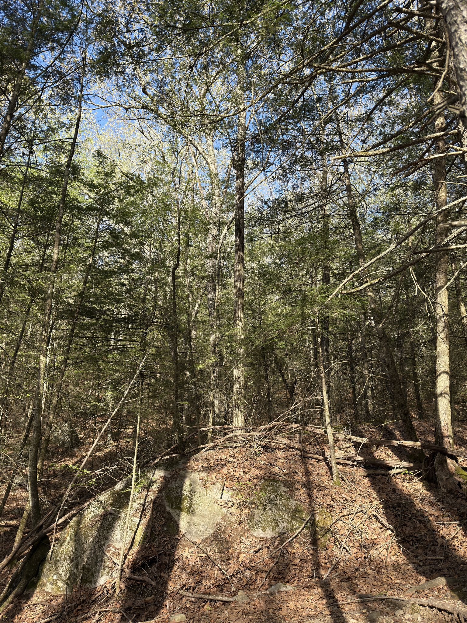 Sunlight filters through a dense forest with tall trees and large rocks. - Roxbury Mines