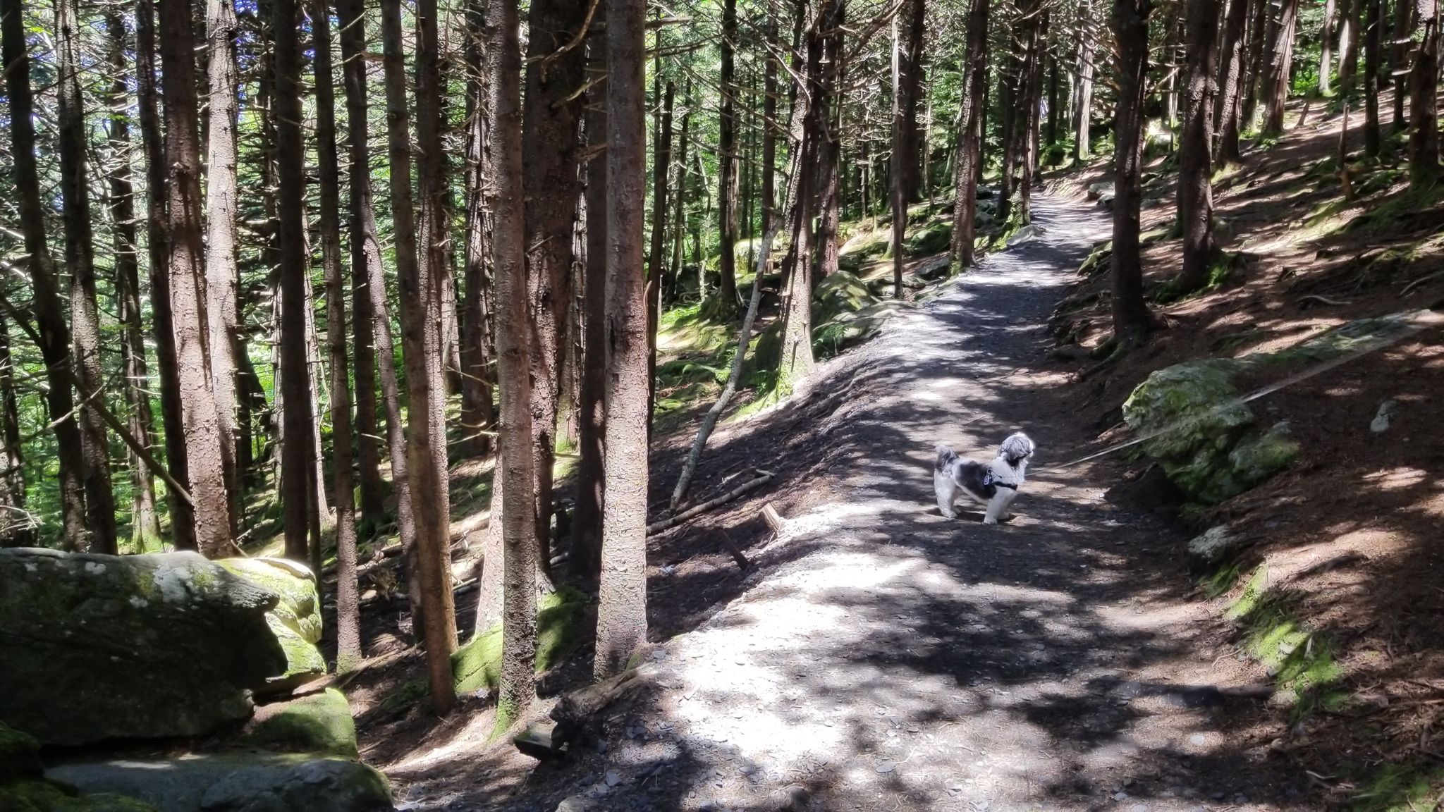 Small dog on a sun-dappled forest path surrounded by tall trees. - Round Bald loop from Round Bald