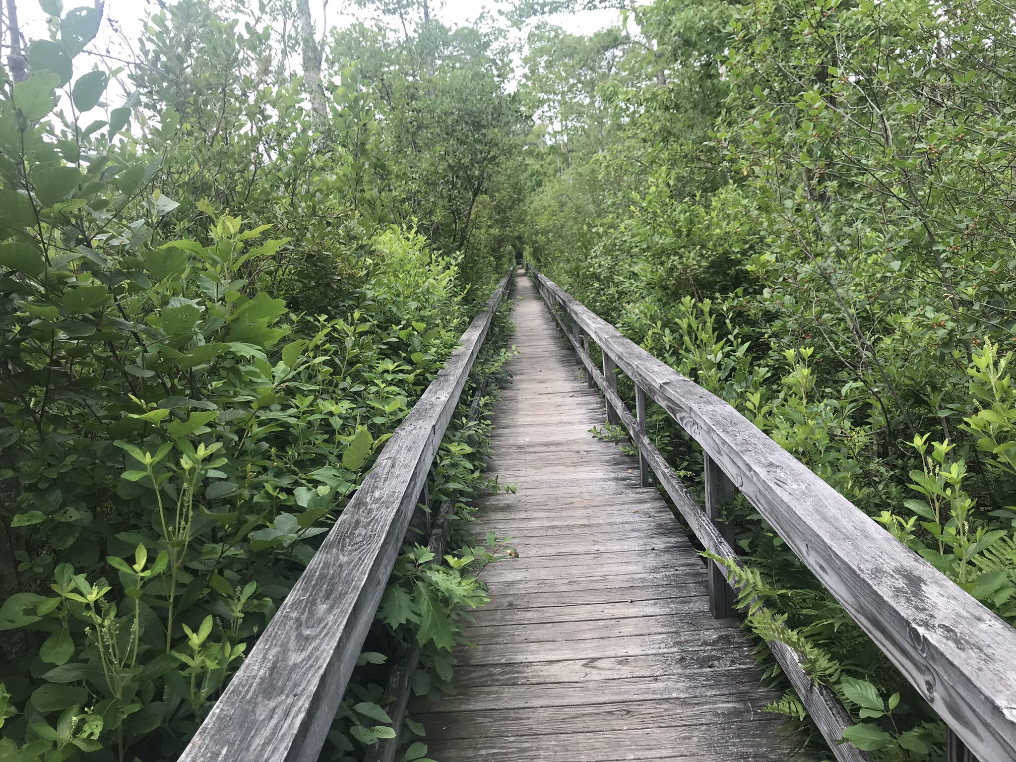 Long wooden boardwalk through dense green forest under soft natural light. - Cedar Swamp Trail