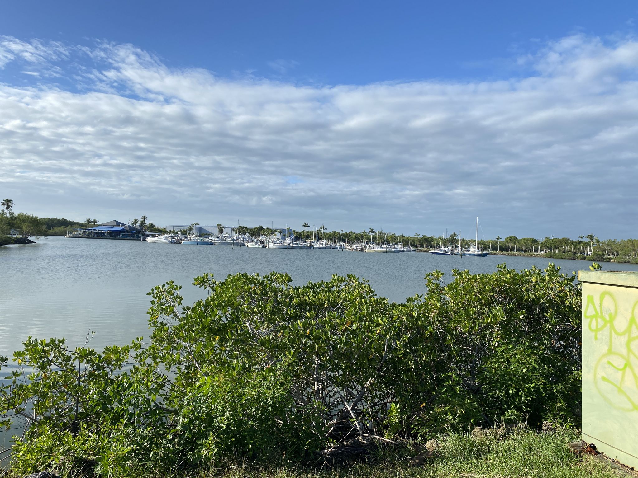 Distant marina with boats, viewed over green bushes and calm water. - Old Cutler Trail – Black Point Park and Marina loop from Palmetto Bay