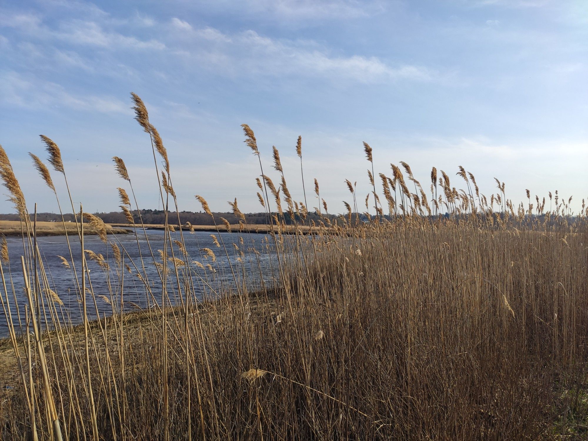 Tall dry reeds beside water under a bright, partly cloudy sky. - Lower Neponset River Trail