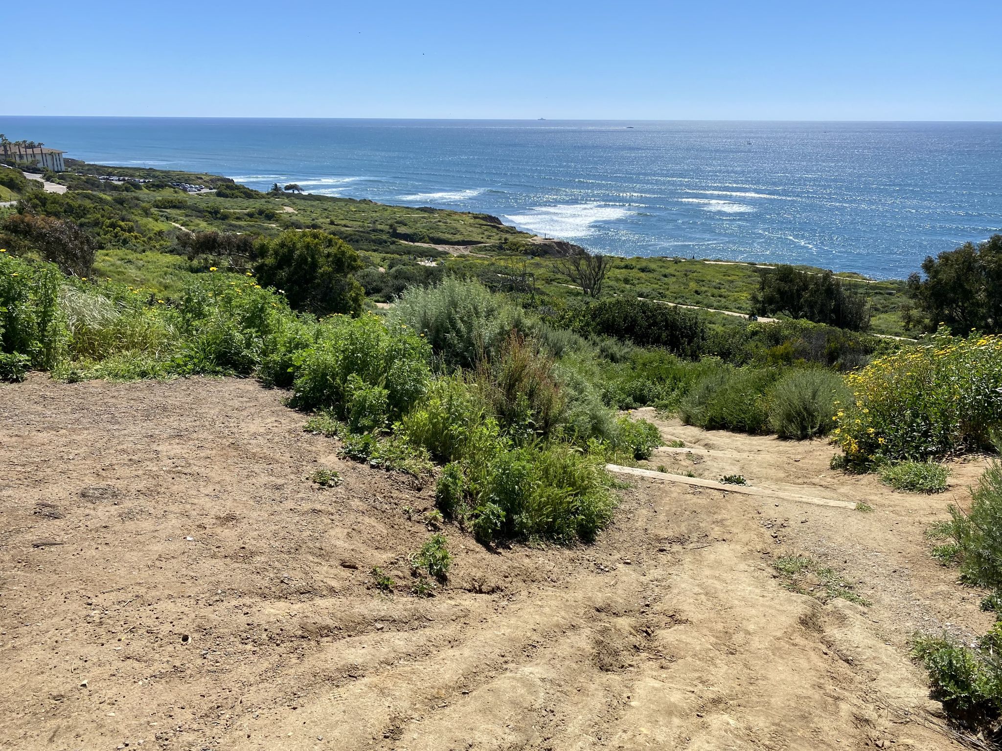 Dirt path leading to a green, bushy coastline with a blue ocean. - Sunset Cliffs Park Trail