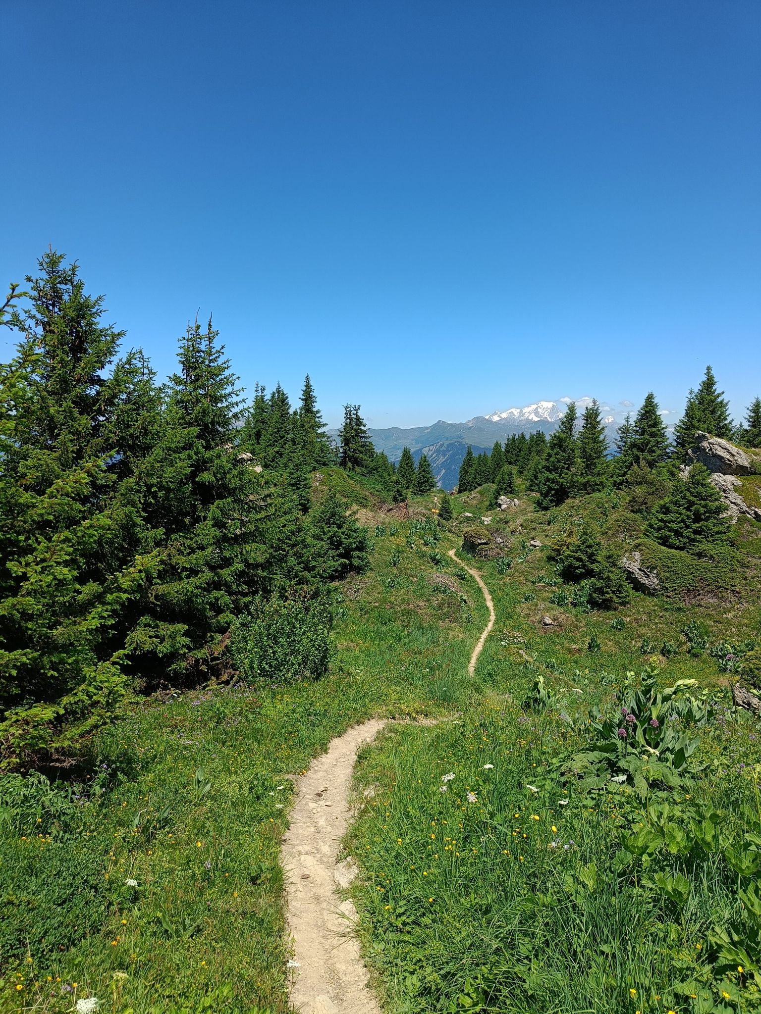 sentier sur la crête avec sapin et la vue sur le Montblanc