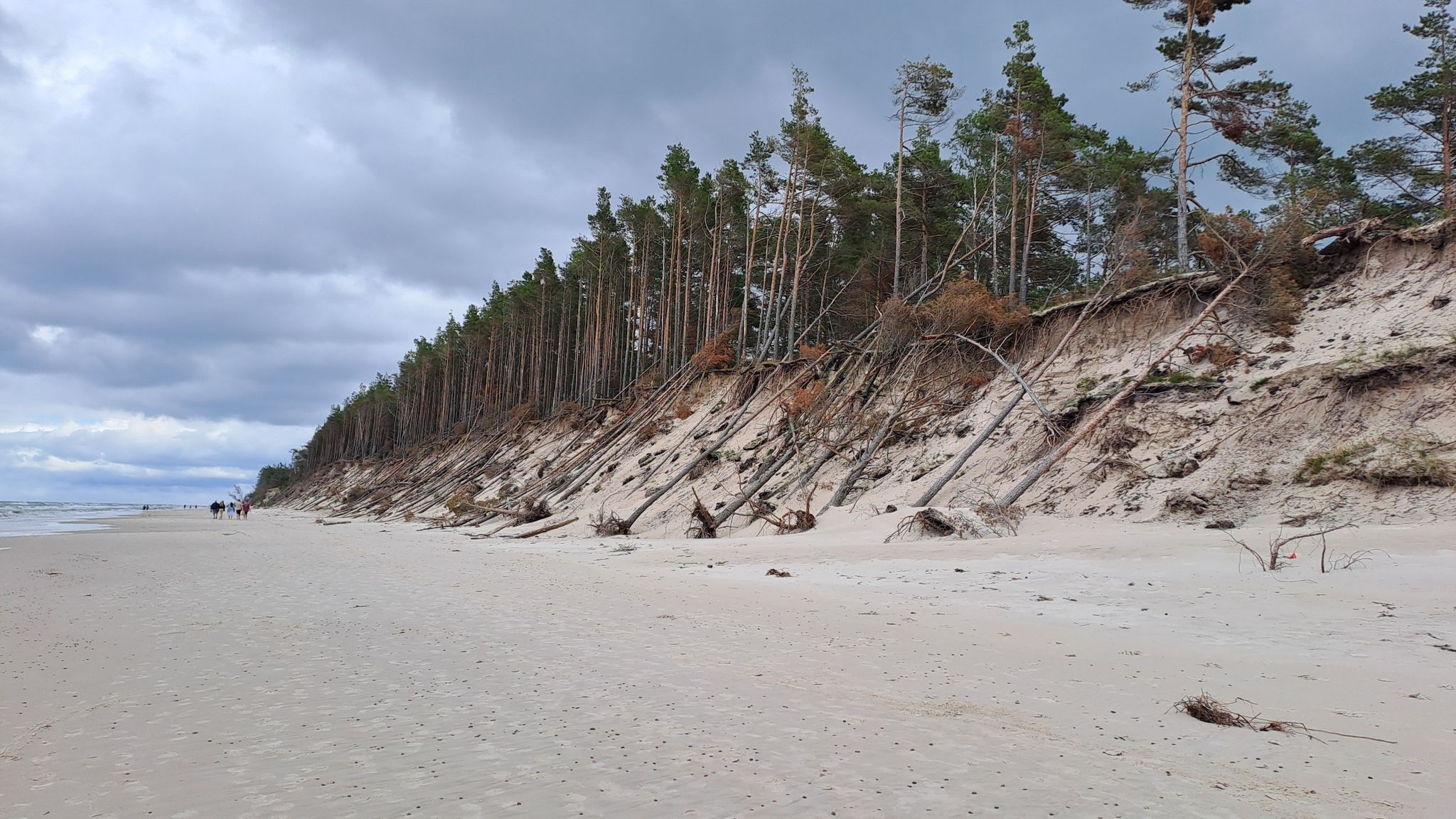 freigespülte Kiefern am Strand