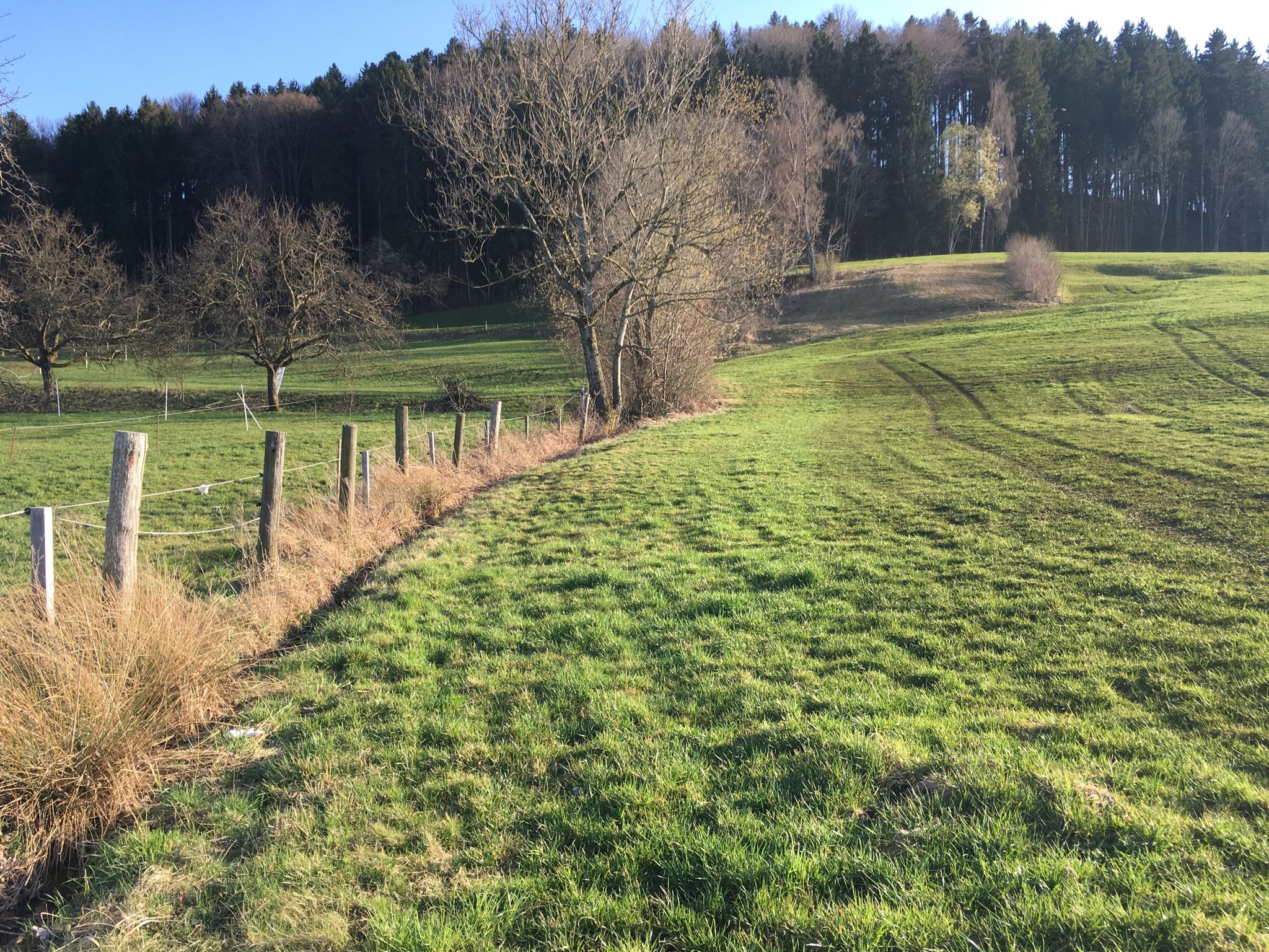 Super, Vögel pfeifen!