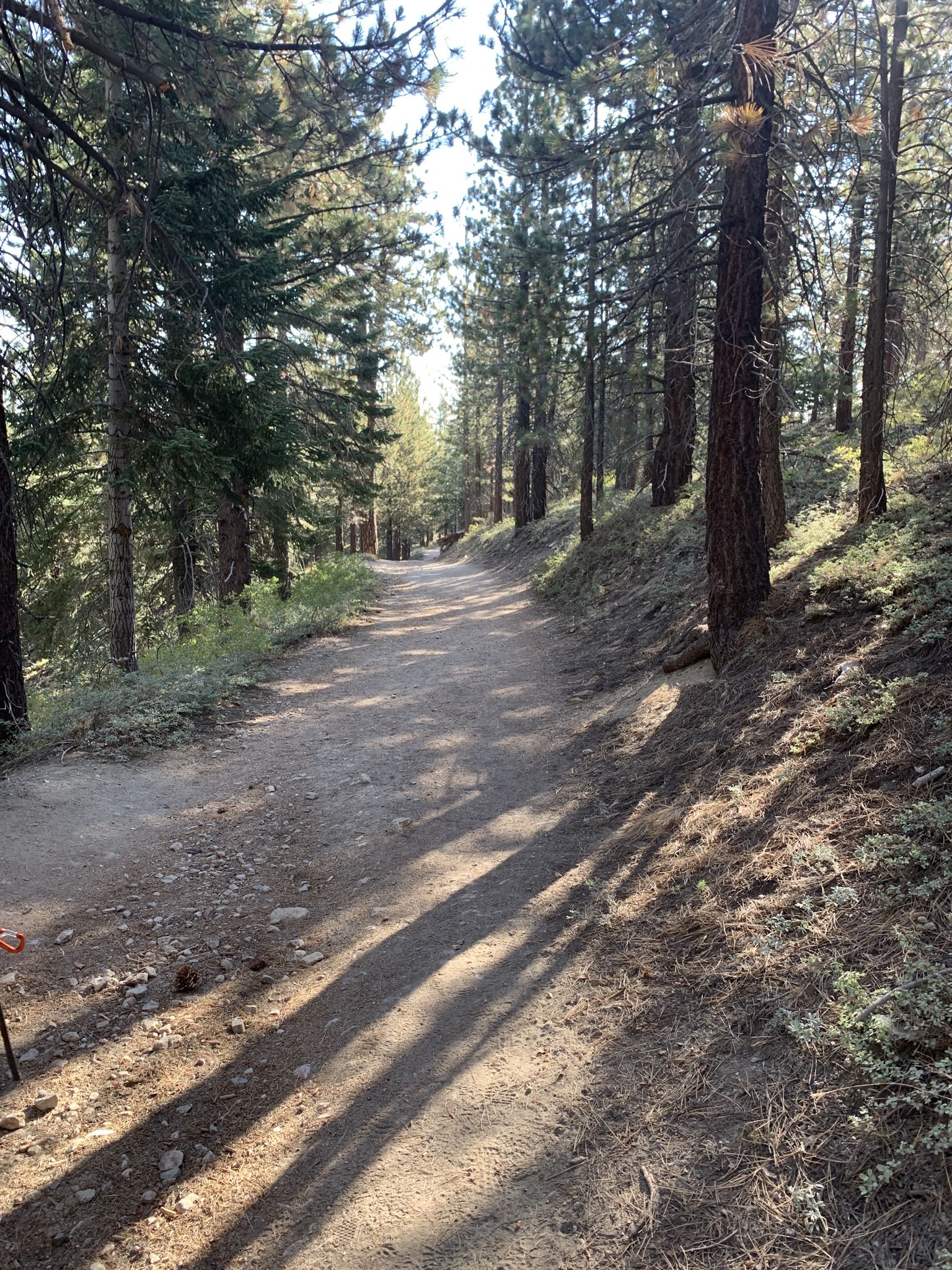A sunlit dirt path winds through a dense pine forest with long shadows. - Condor Summit