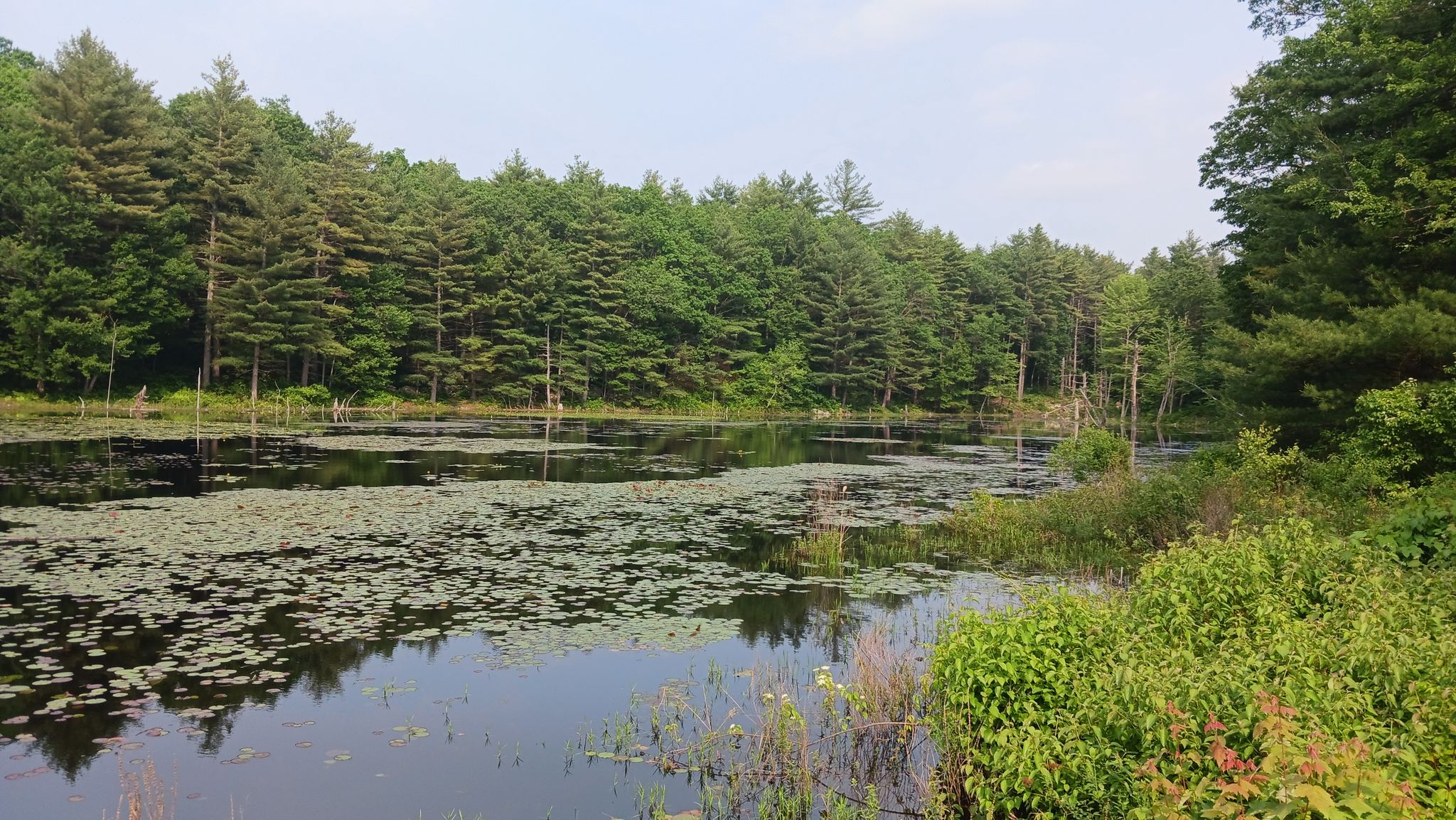 Serene pond with lily pads and dead trees, surrounded by a vibrant green forest. - Windham Rail Trail – Windham Depot loop from Canobie Lake