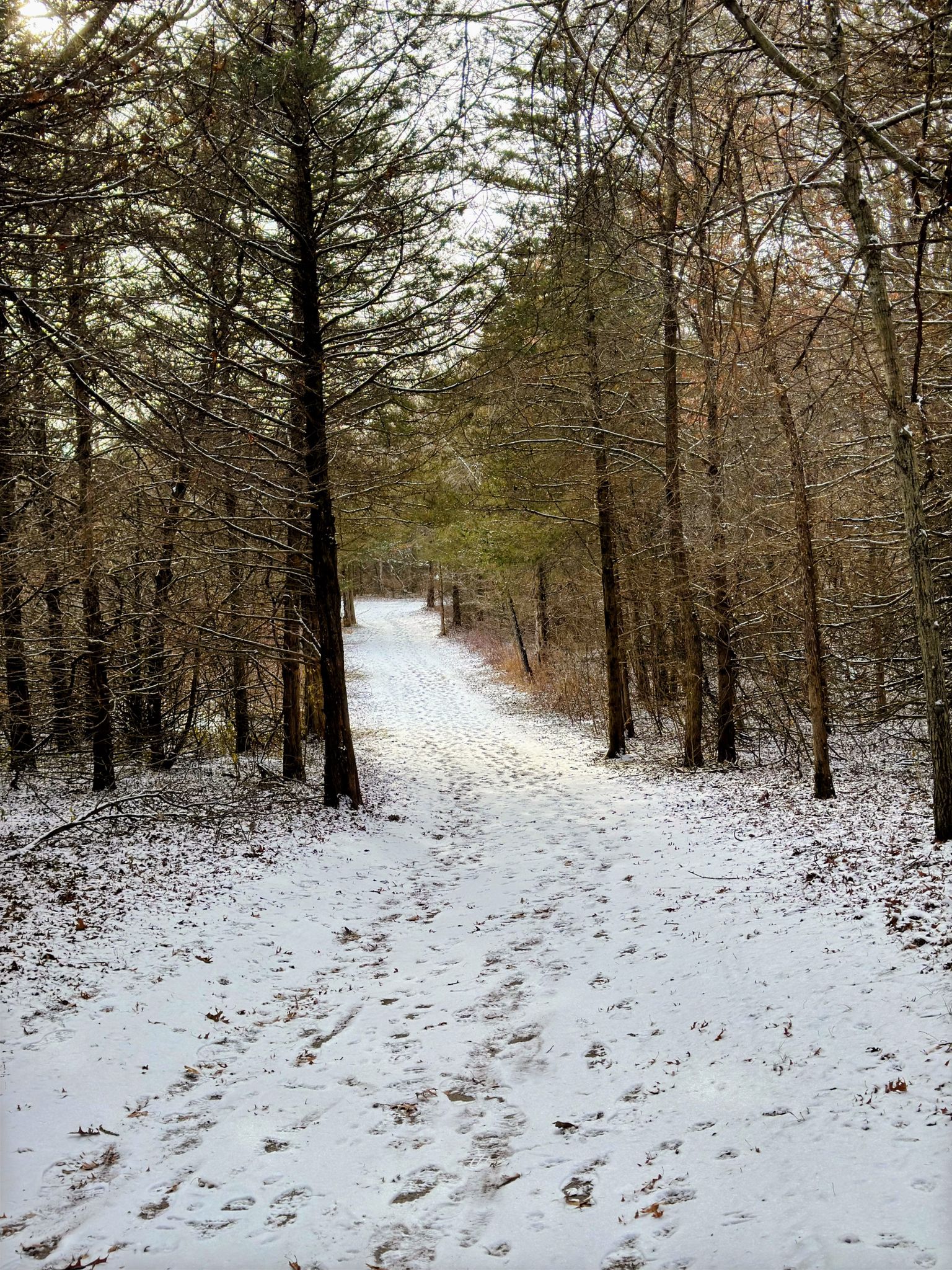 Snow-covered forest path with footprints leading through tall trees. - Warner Lake Loop