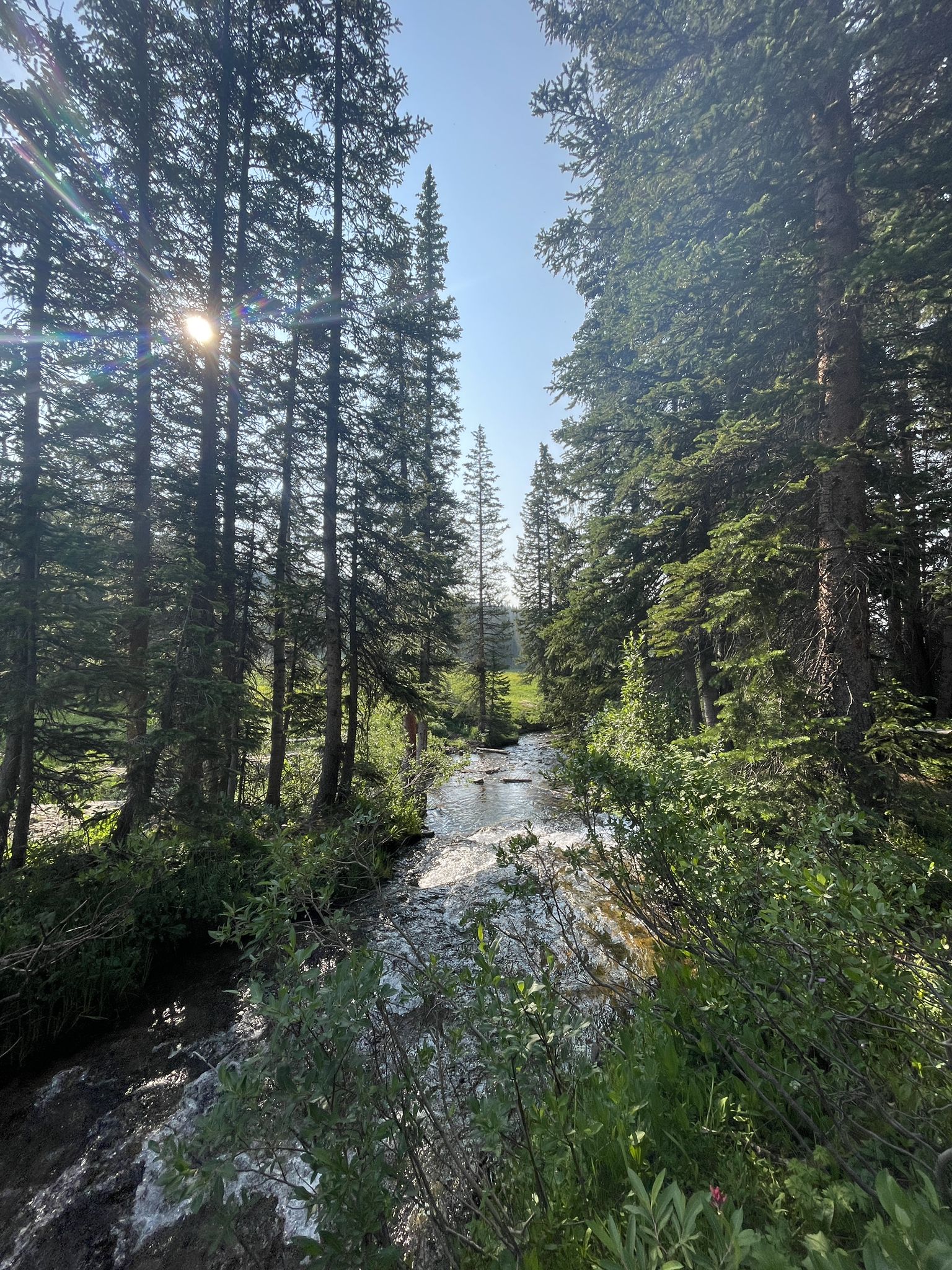 Sunlit stream flowing through a dense pine forest, dappled light on water. - Irwin Lake Trail