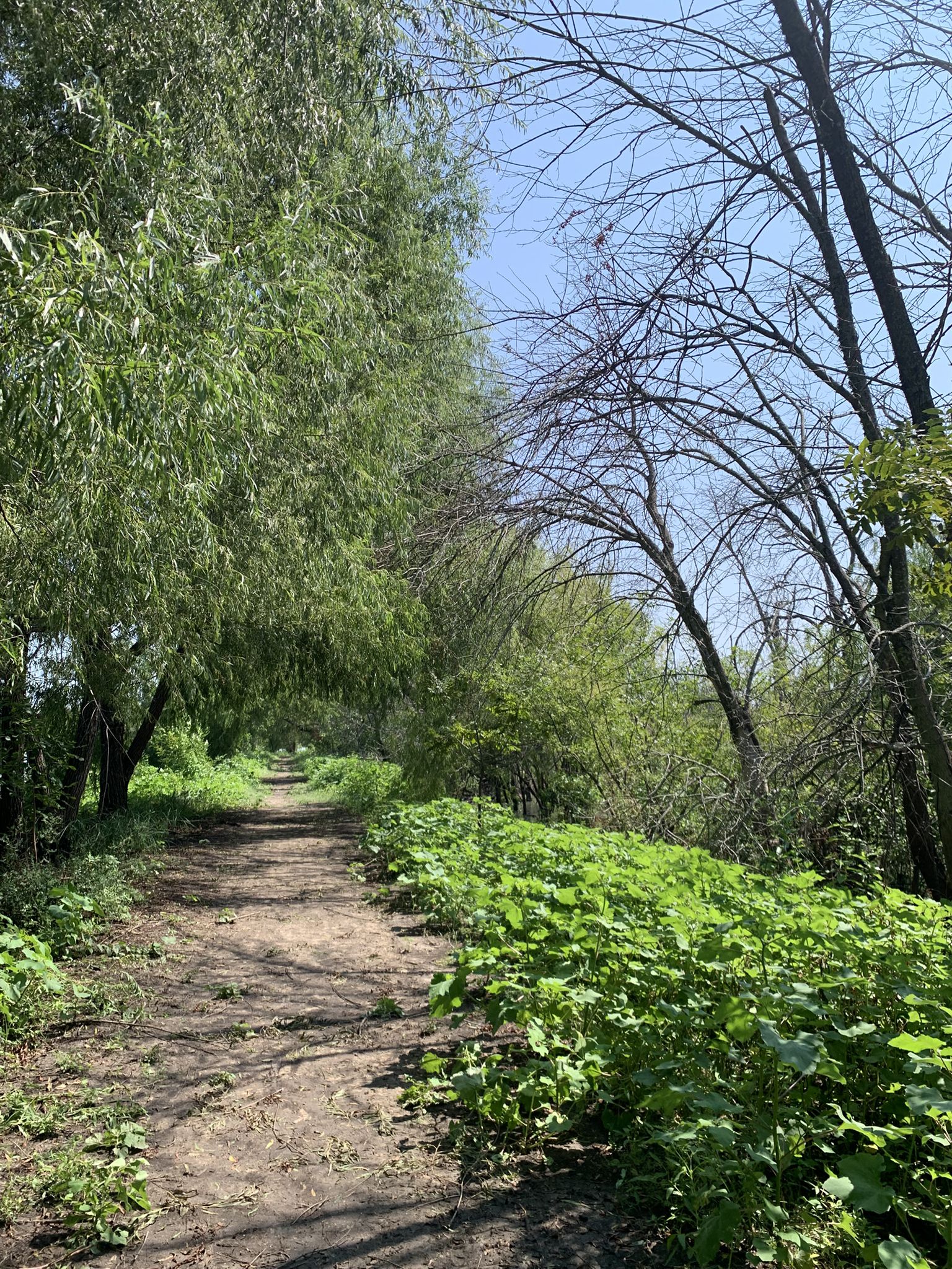 A sunlit dirt path winds through a lush green forest with tall trees. - Wetlands and Bottomlands Trail Loop