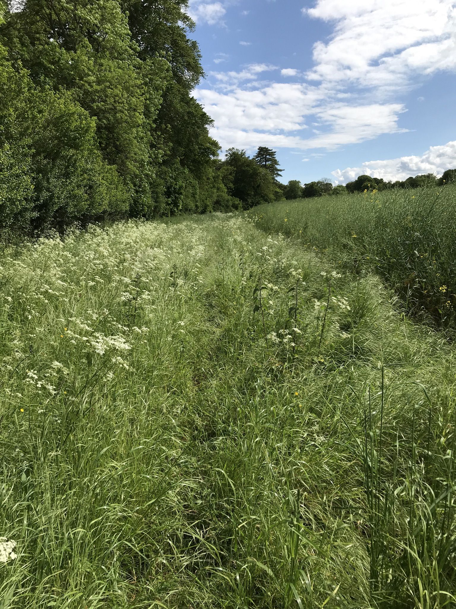 The path through here is a little overgrown but passable 