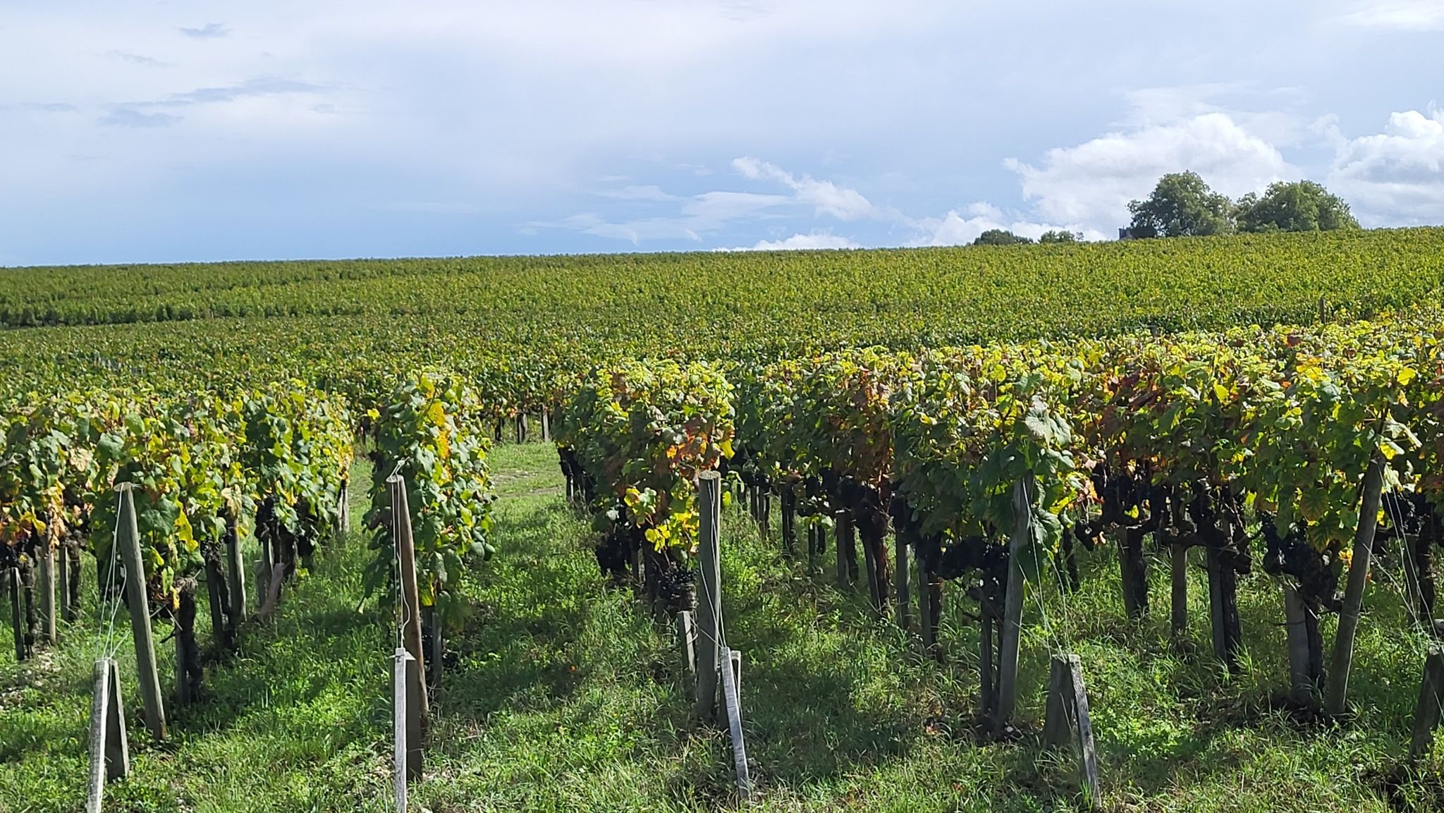 Weinlage Chateau Latour