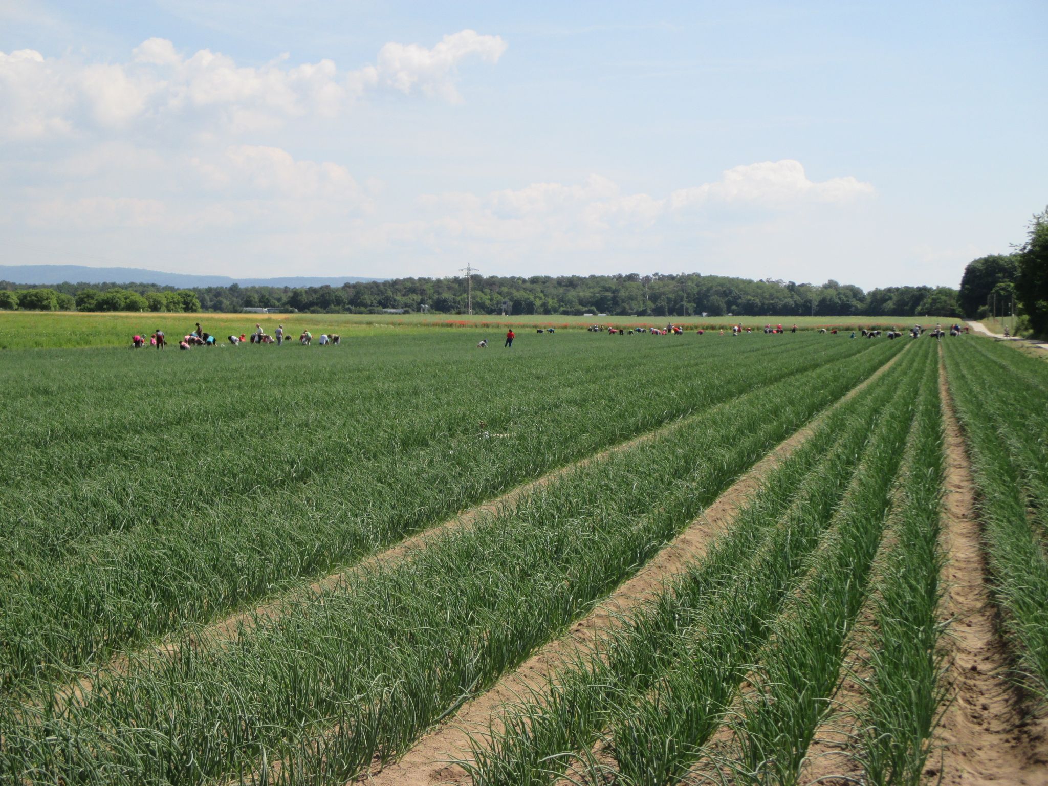 Frühlingszwiebeln bei der Ernte