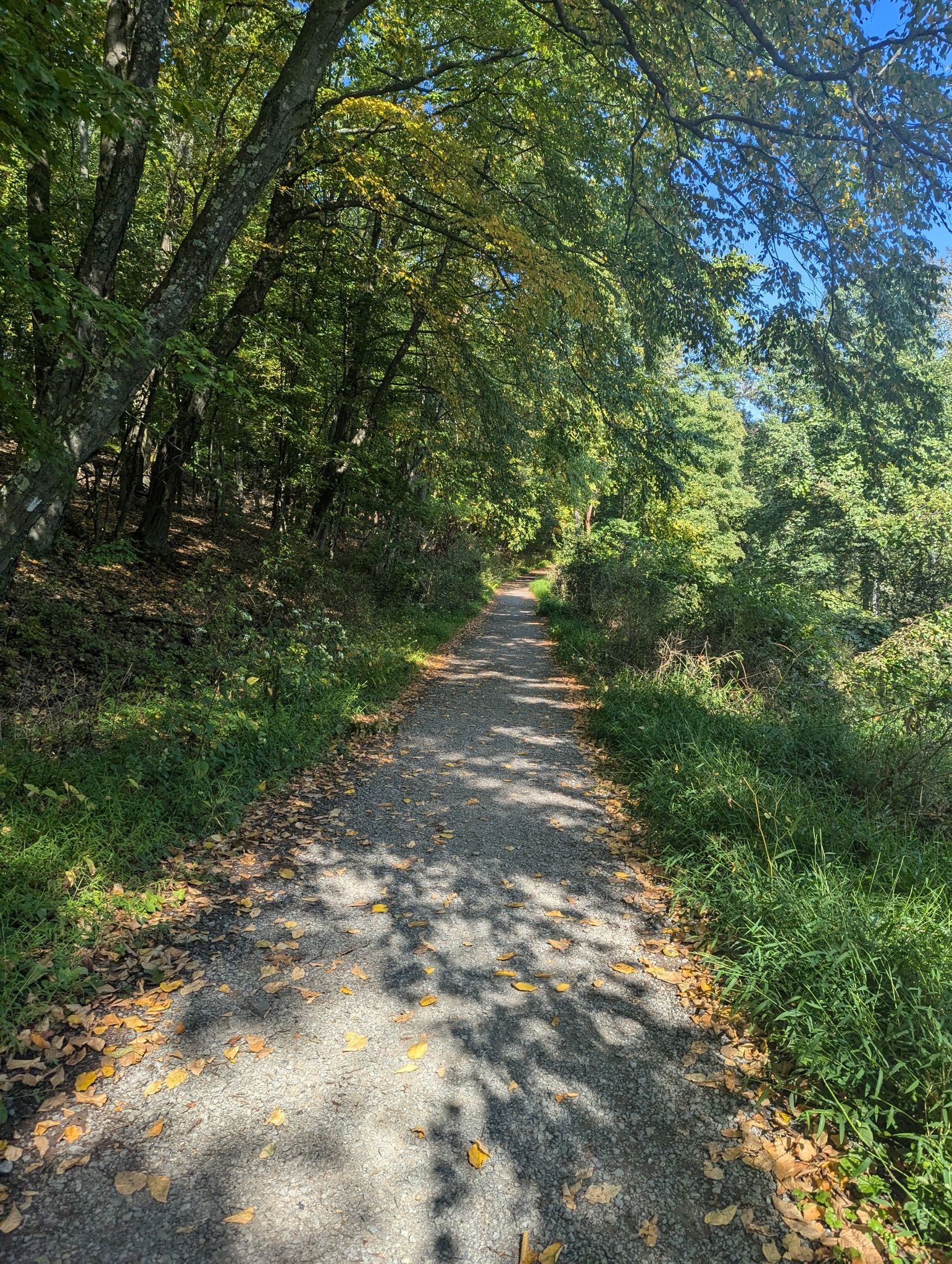 A sunny gravel path winding through a dense green forest with dappled light. - Hemlock Trail & Kotobuki Trail loop