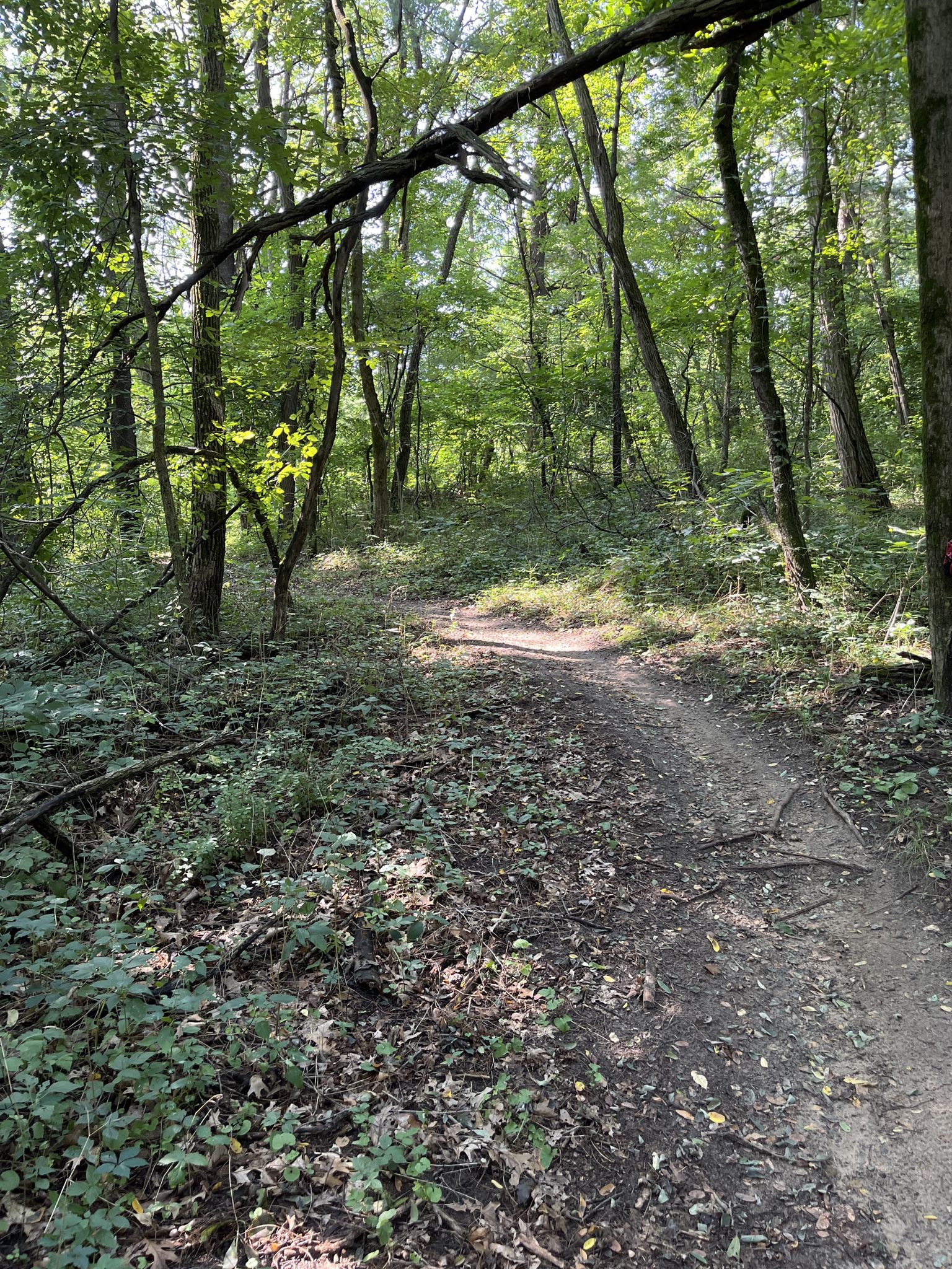 A narrow dirt path winding through a sunlit, green forest. - Bishop Lake – Brighton State Recreation Area loop from Brighton State Recreation Area