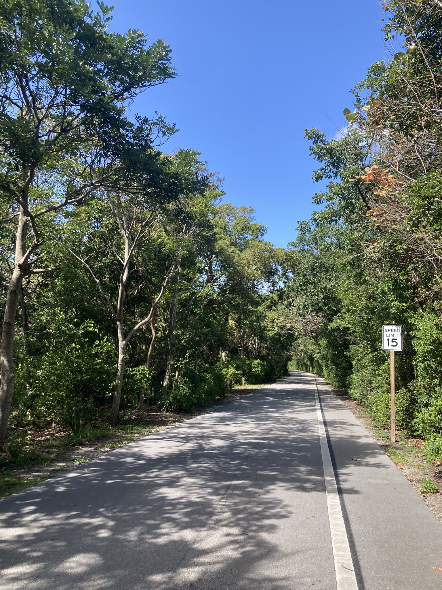 Paved road shaded by dense green trees under a clear blue sky. - Hugh Taylor Birch Rail Trail