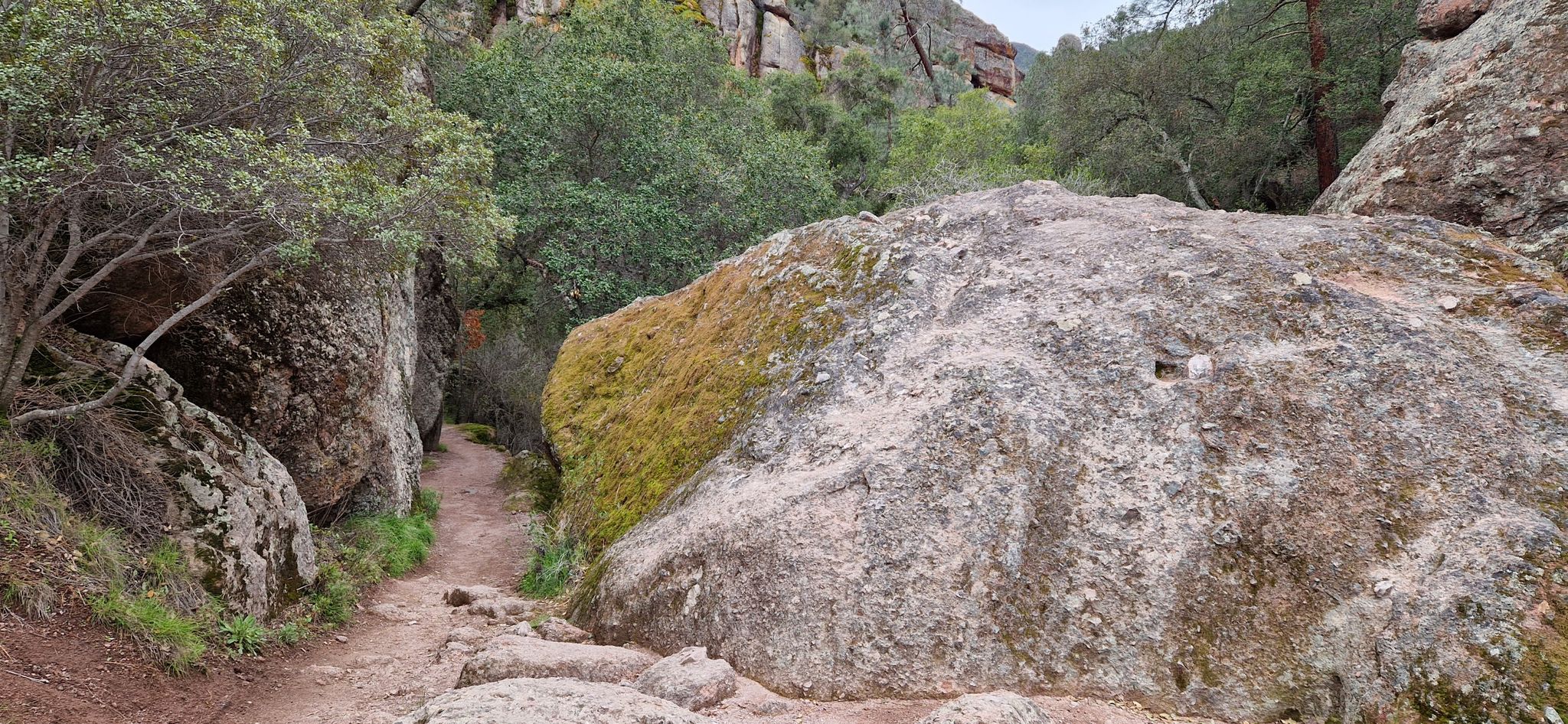 A narrow dirt path winds between large mossy boulders and green trees. - Moses Spring and Rim Trail Loop