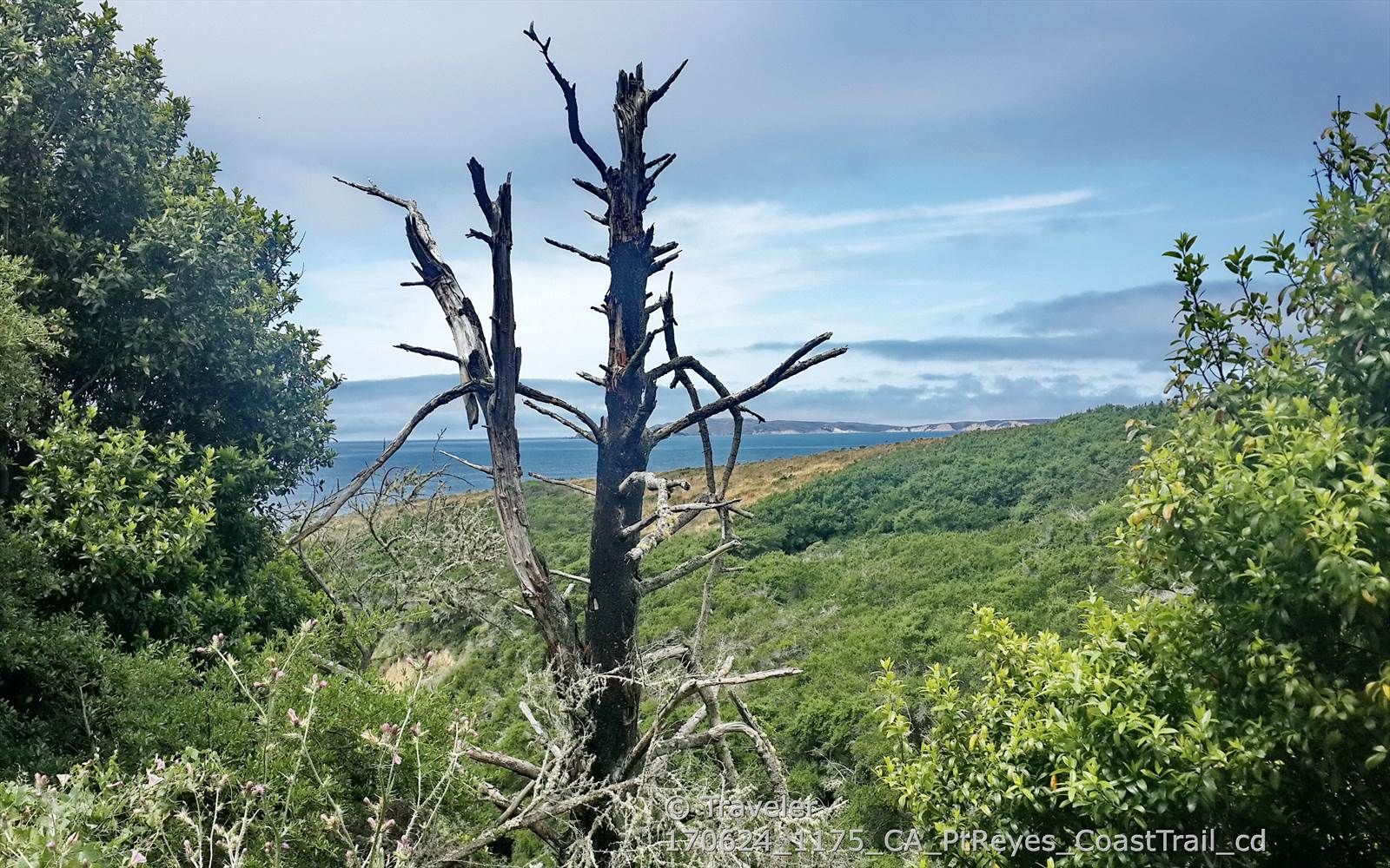 A dead tree stands overlooking green coastal hills and a distant ocean. - Coast Trail: Coast Camp to Kelham Beach