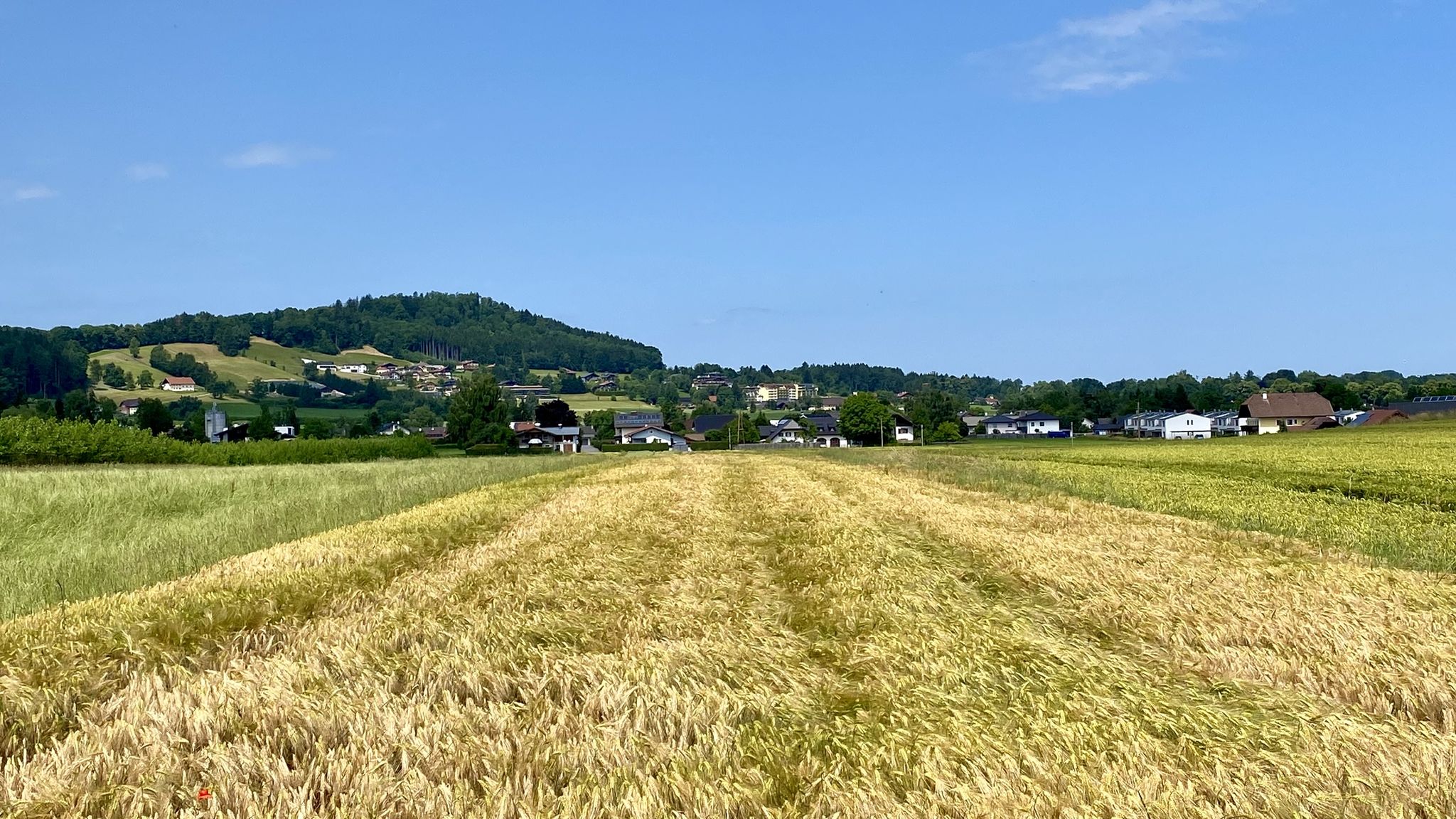 Koglberg nördlich St. Georgen