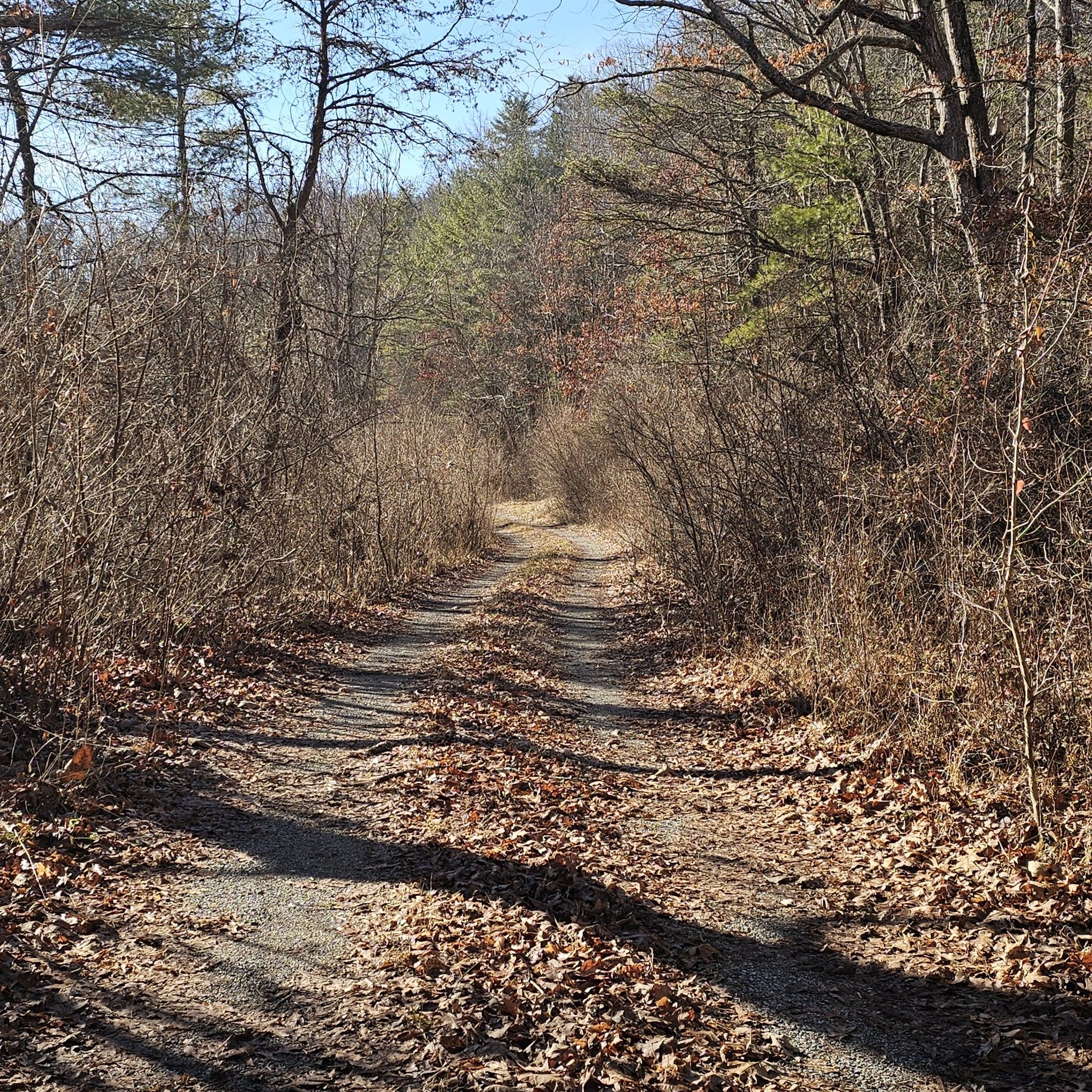 Dirt path covered in autumn leaves, surrounded by dry bushes. - Train Bridge – Coal Mining Heritage Park loop from Mid-County Park