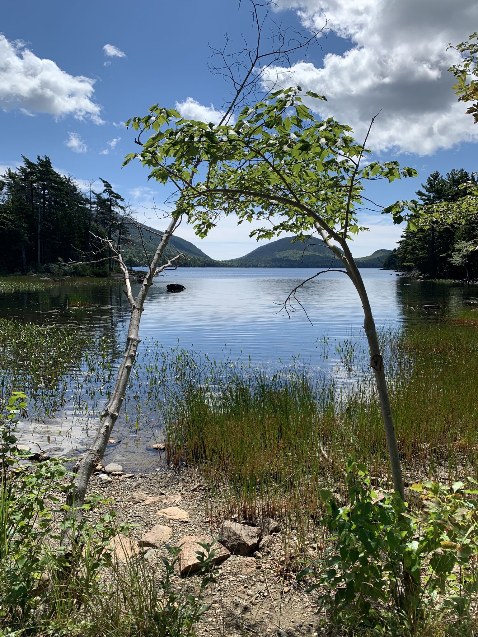 Two leaning trees frame a calm lake with distant mountains under a blue sky. - Duck Brook Falls – Eagle Lake — North Parking Lot loop from College of the Atlantic